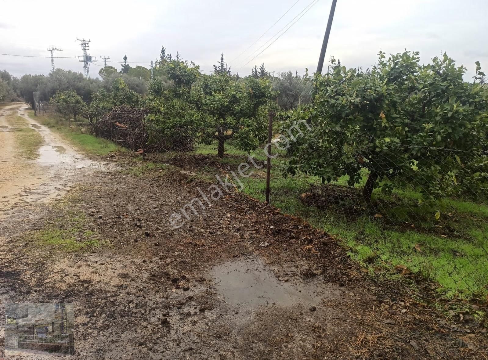 Kuyuluk Villalarına Komşu Satılık Bahçe - Görsel 8