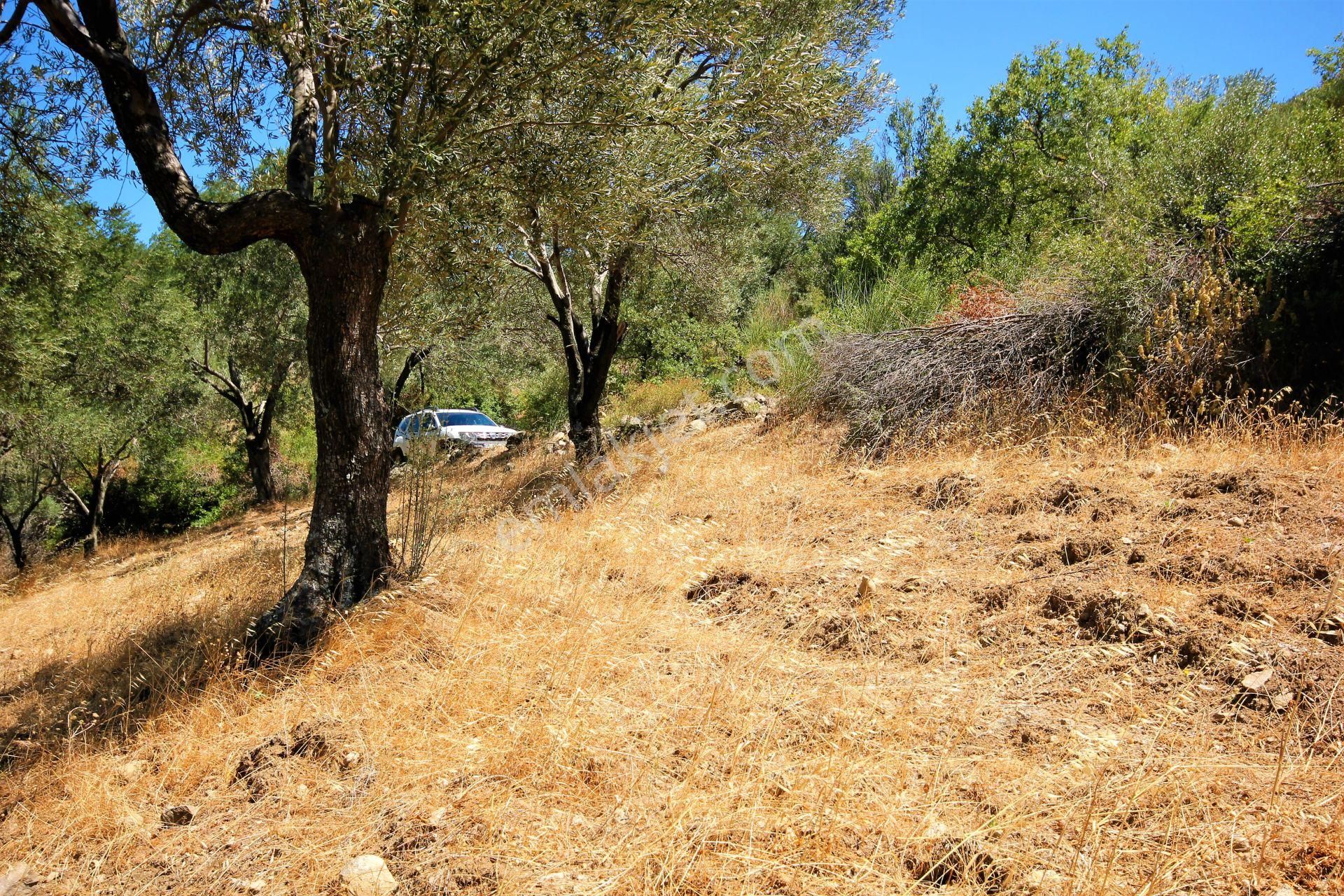 🔰aktif'ten Burhaniye'de 10 Dönümlük Deniz Manzaralı Kadastro Yolu Olan Muhteşem Zeytinlik 🔰 - Görsel 12