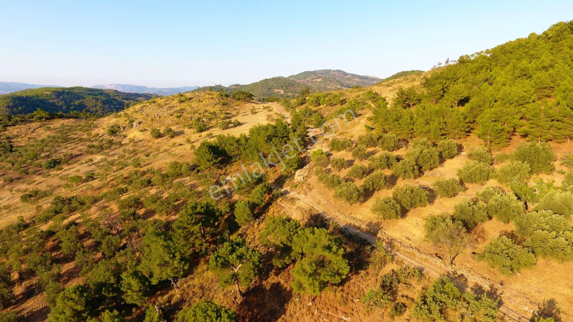 🔴aktif'ten Burhaniye Dutluca Köyünde Full Deniz Ve Doğa Manzaralı Satılık Tarla + Zeytinlik