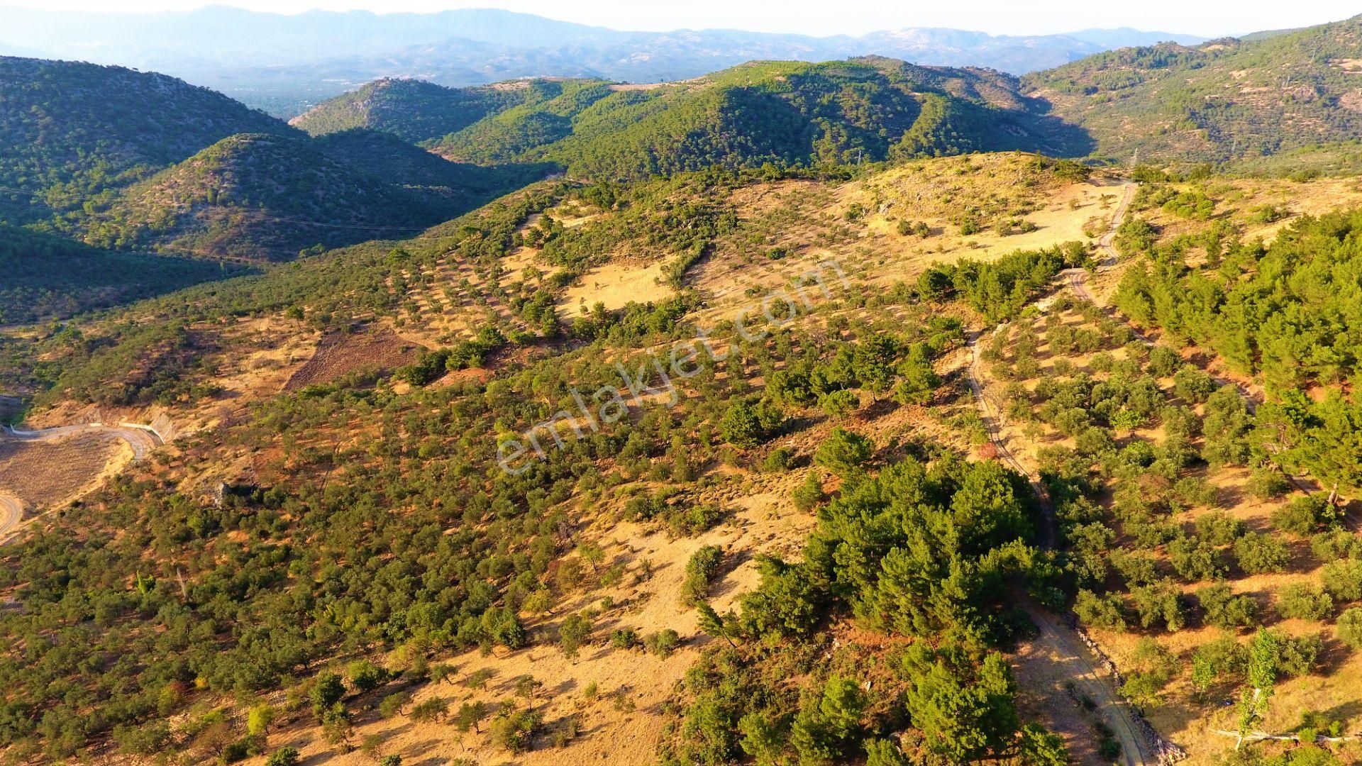 🔴aktif'ten Burhaniye Dutluca Köyünde Full Deniz Ve Doğa Manzaralı Satılık Tarla + Zeytinlik - Görsel 5