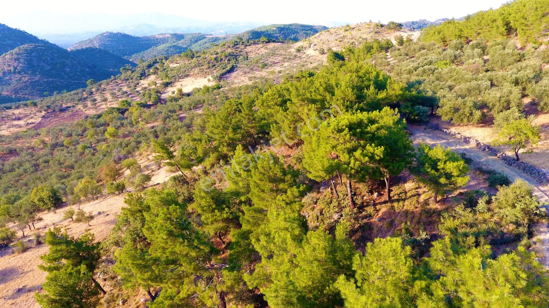 🔴aktif'ten Burhaniye Dutluca Köyünde Full Deniz Ve Doğa Manzaralı Satılık Tarla + Zeytinlik - Görsel 14