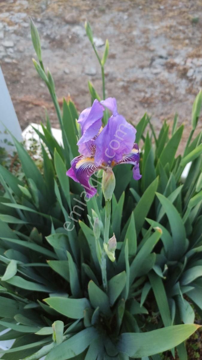 Özpınar,dan Belediye Araç Parkı Karşısı Satılık Arsa 432 M2 - Görsel 11