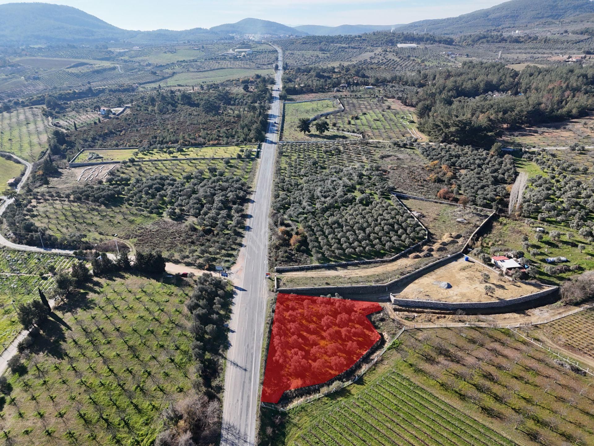 Kuşadası Yeniköy'de Yola Cepheli Satılık 1.275 M² Tarla - Görsel 2