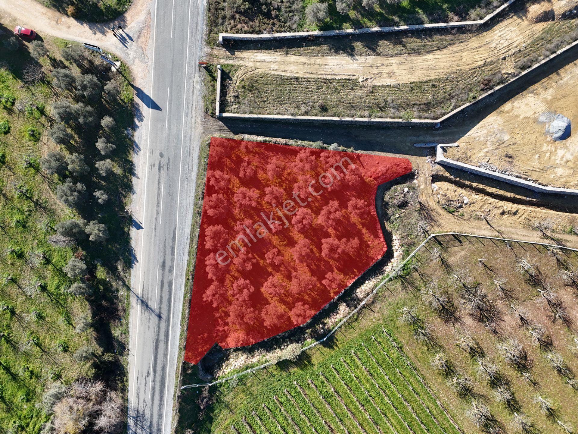 Kuşadası Yeniköy'de Yola Cepheli Satılık 1.275 M² Tarla - Görsel 4