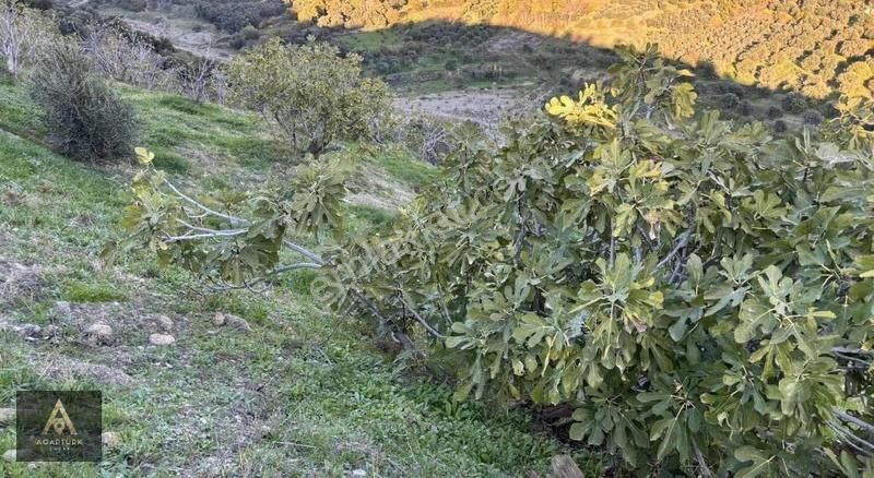 Fırsat! Haydarlı'da 5 Dönüm İncirlik, Havadar, Nazilli'ye 22 Km - Görsel 3