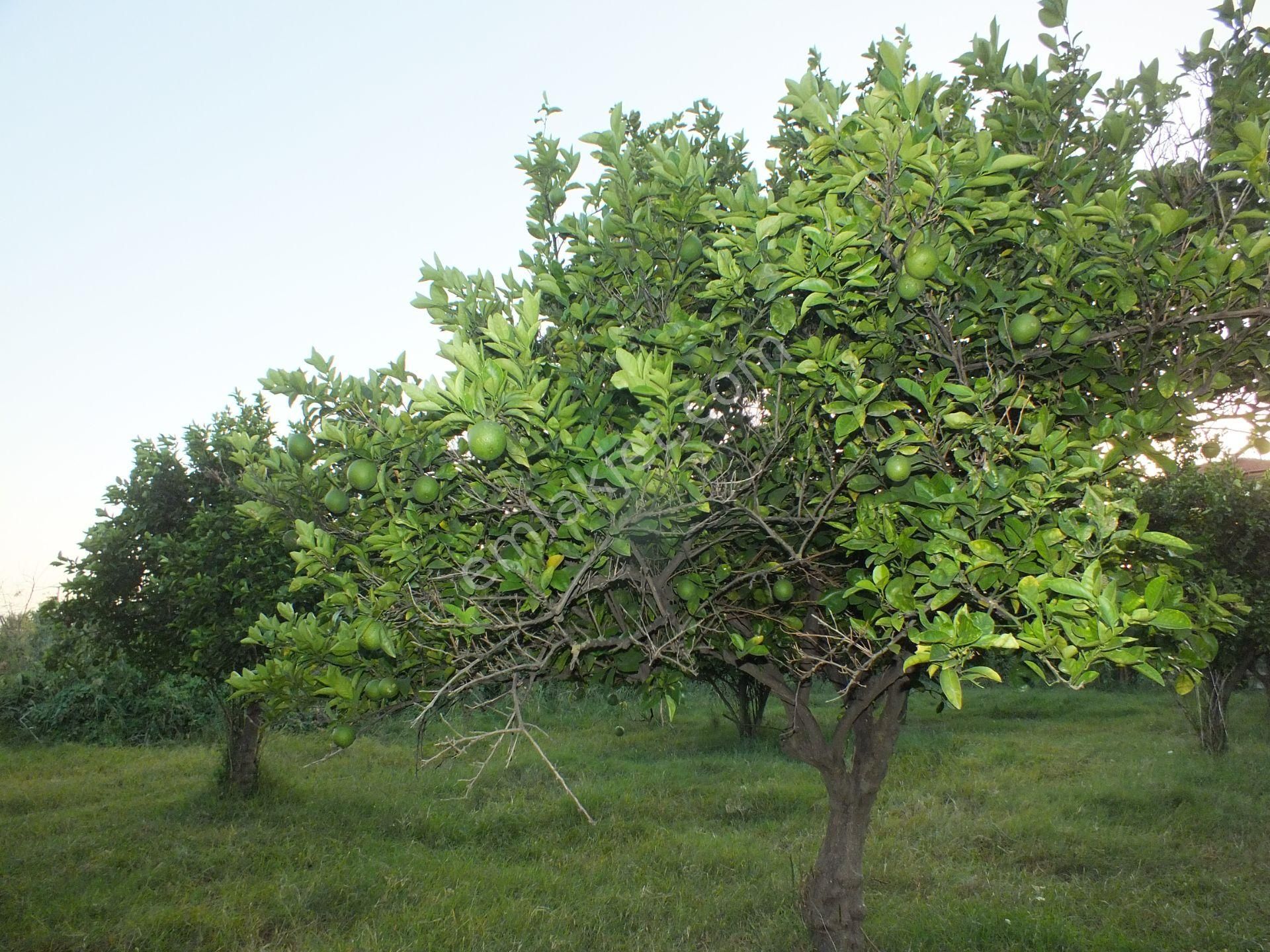Durasıllı Mahallesinde Satılık Arsa - Görsel 16
