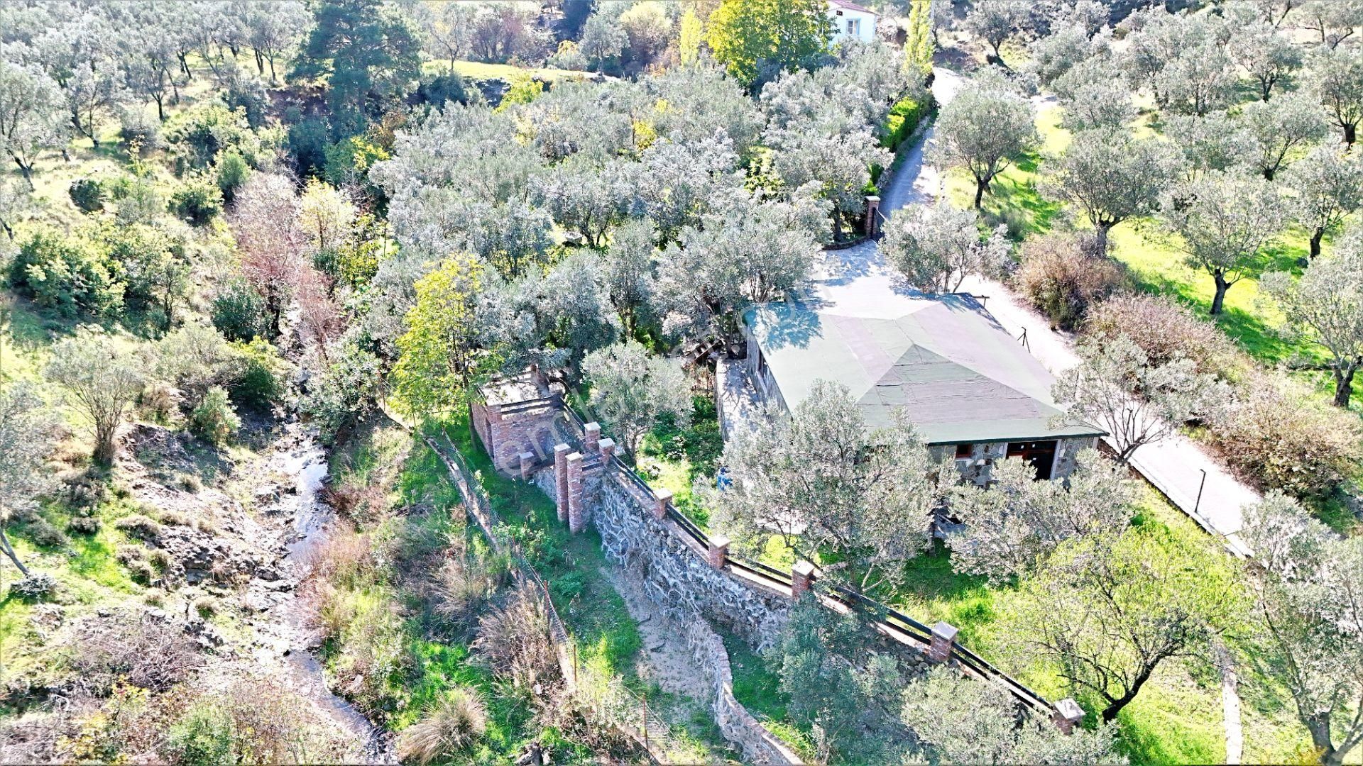 🌀gültaş Emlaktan Kadıköy Yolörende Satılık 1400 Dönüm İçerisinde Taş Evi Olan Zeytinlik - Görsel 3