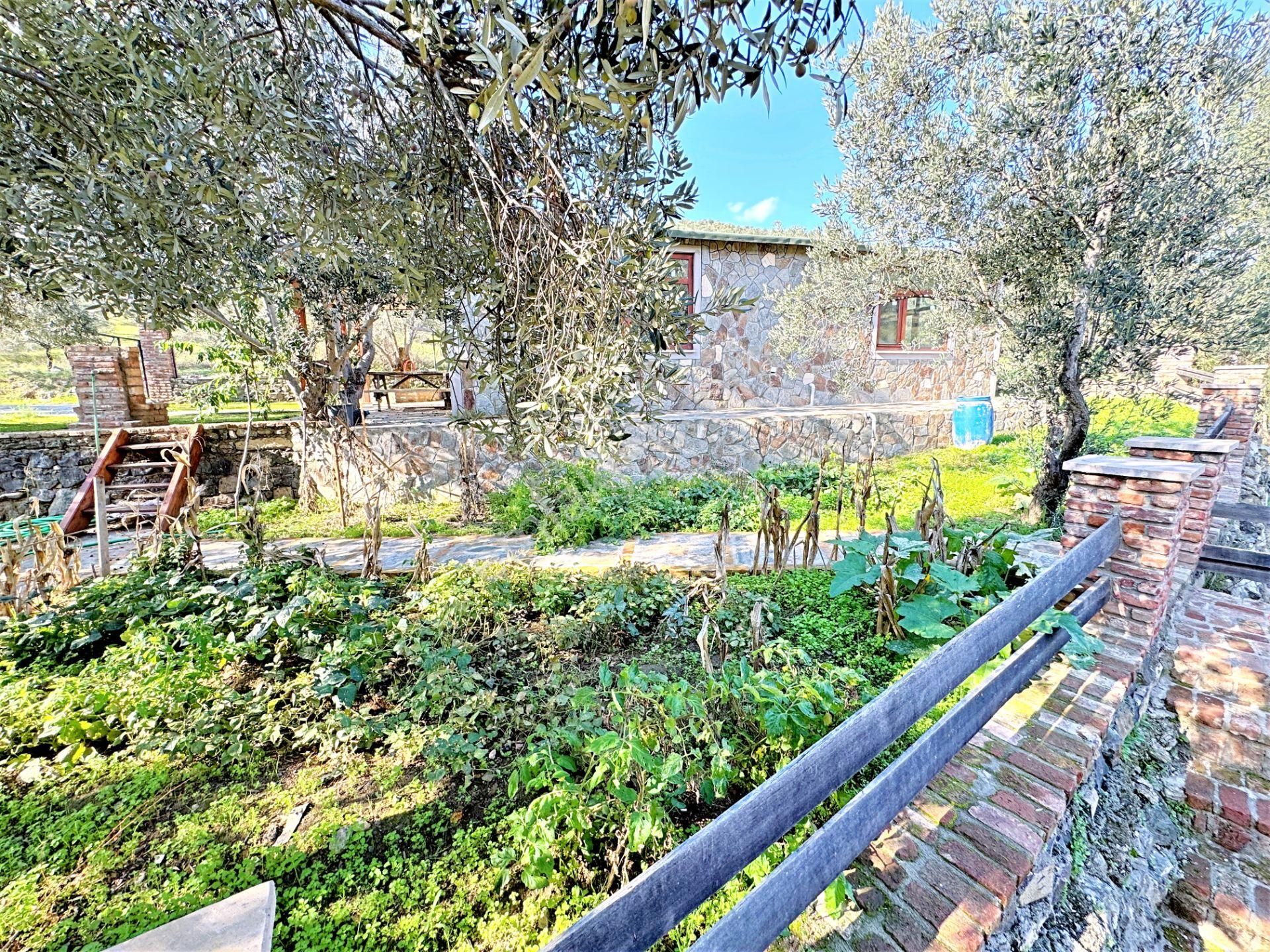 🌀gültaş Emlaktan Kadıköy Yolörende Satılık 1400 Dönüm İçerisinde Taş Evi Olan Zeytinlik - Görsel 12