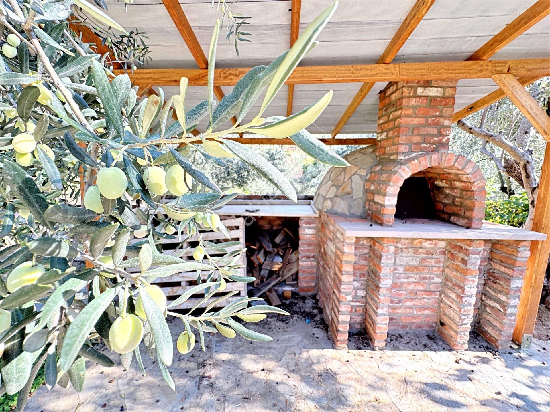 🌀gültaş Emlaktan Kadıköy Yolörende Satılık 1400 Dönüm İçerisinde Taş Evi Olan Zeytinlik - Görsel 6