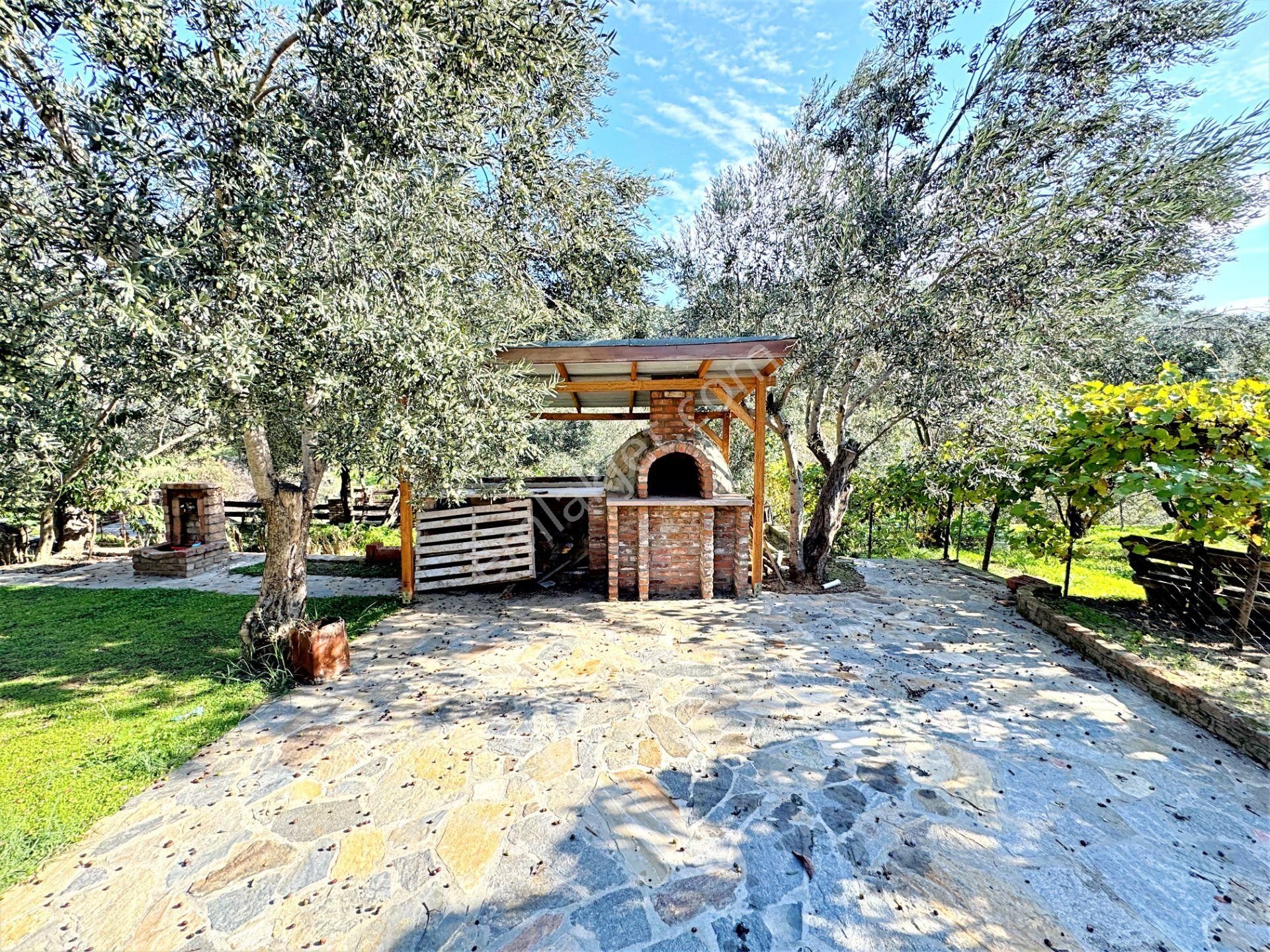 🌀gültaş Emlaktan Kadıköy Yolörende Satılık 1400 Dönüm İçerisinde Taş Evi Olan Zeytinlik - Görsel 4