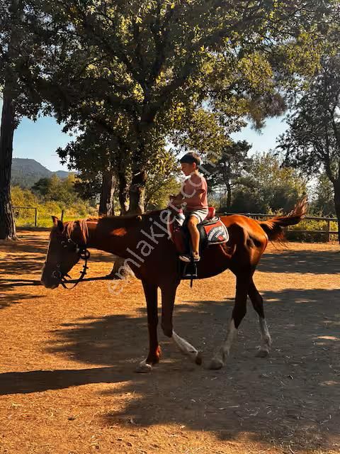 Doğayla İç İçe Sazlı’da 3+1 Taş Ev , Geniş Bahçe & 2 Teras Sessiz Köy Yaşamı - Görsel 30