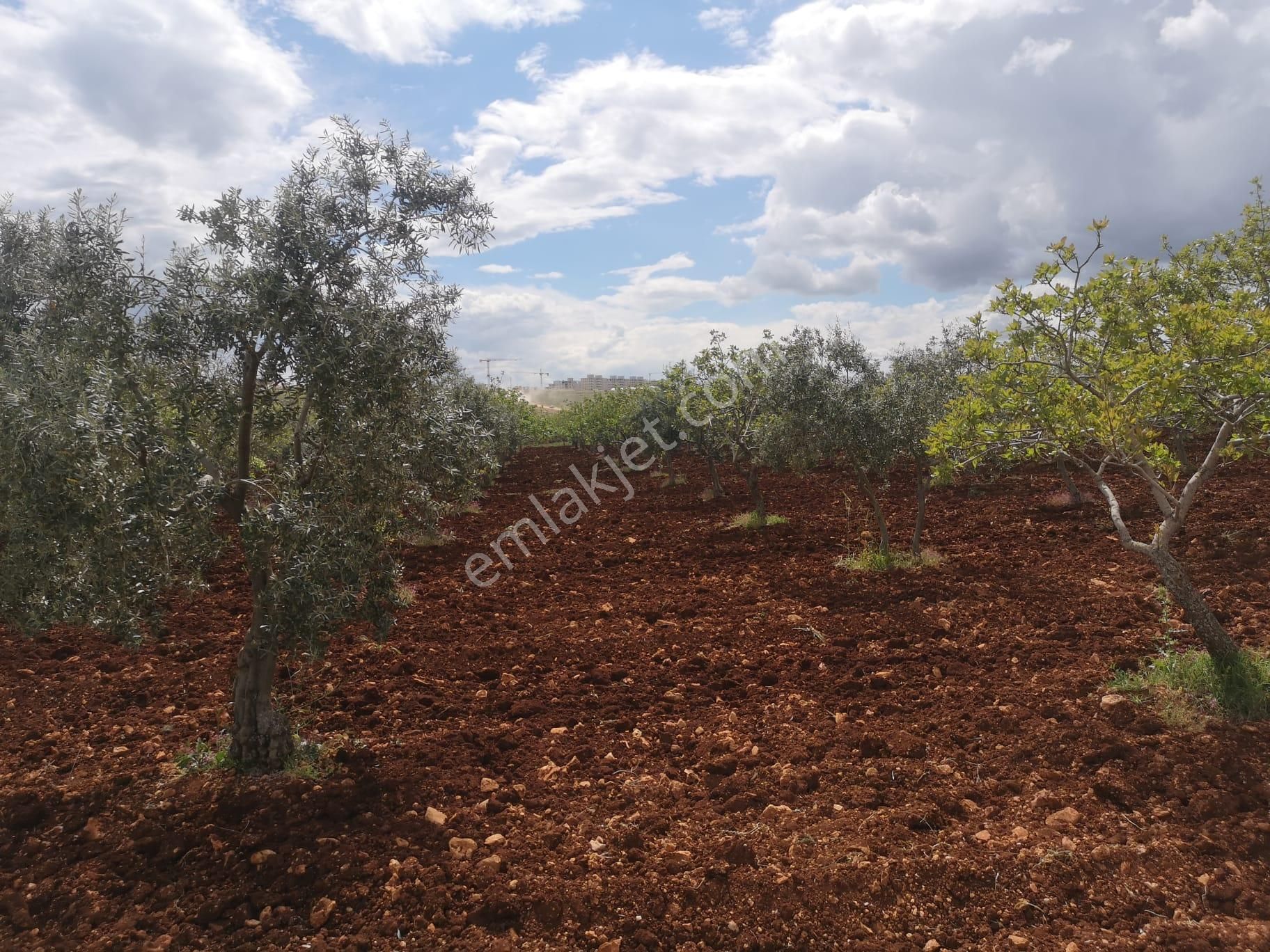 Nizip Kocatepe De Satılık Fıstık Zeytin Bahçesi - Görsel 2