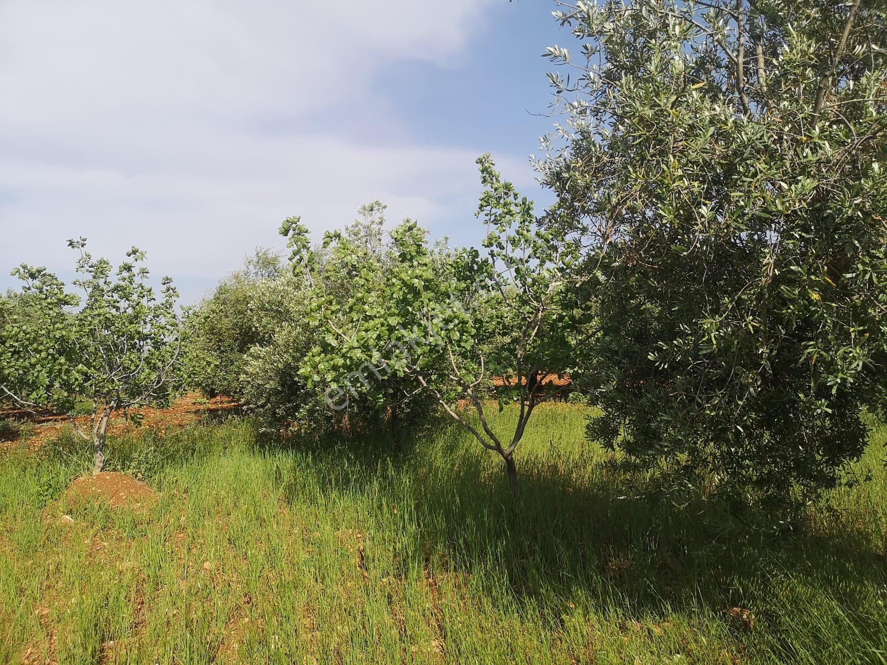 Nizip Kocatepe De Satılık Fıstık Zeytin Bahçesi - Görsel 6