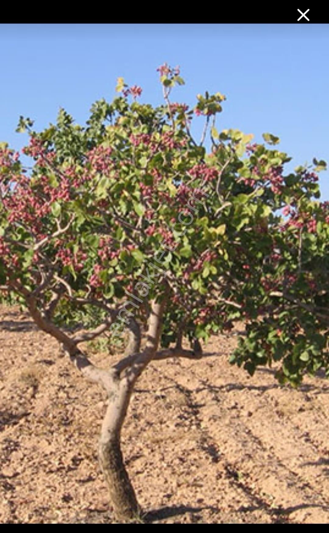 Nizip Kocatepe De Satılık Fıstık Zeytin Bahçesi - Görsel 4