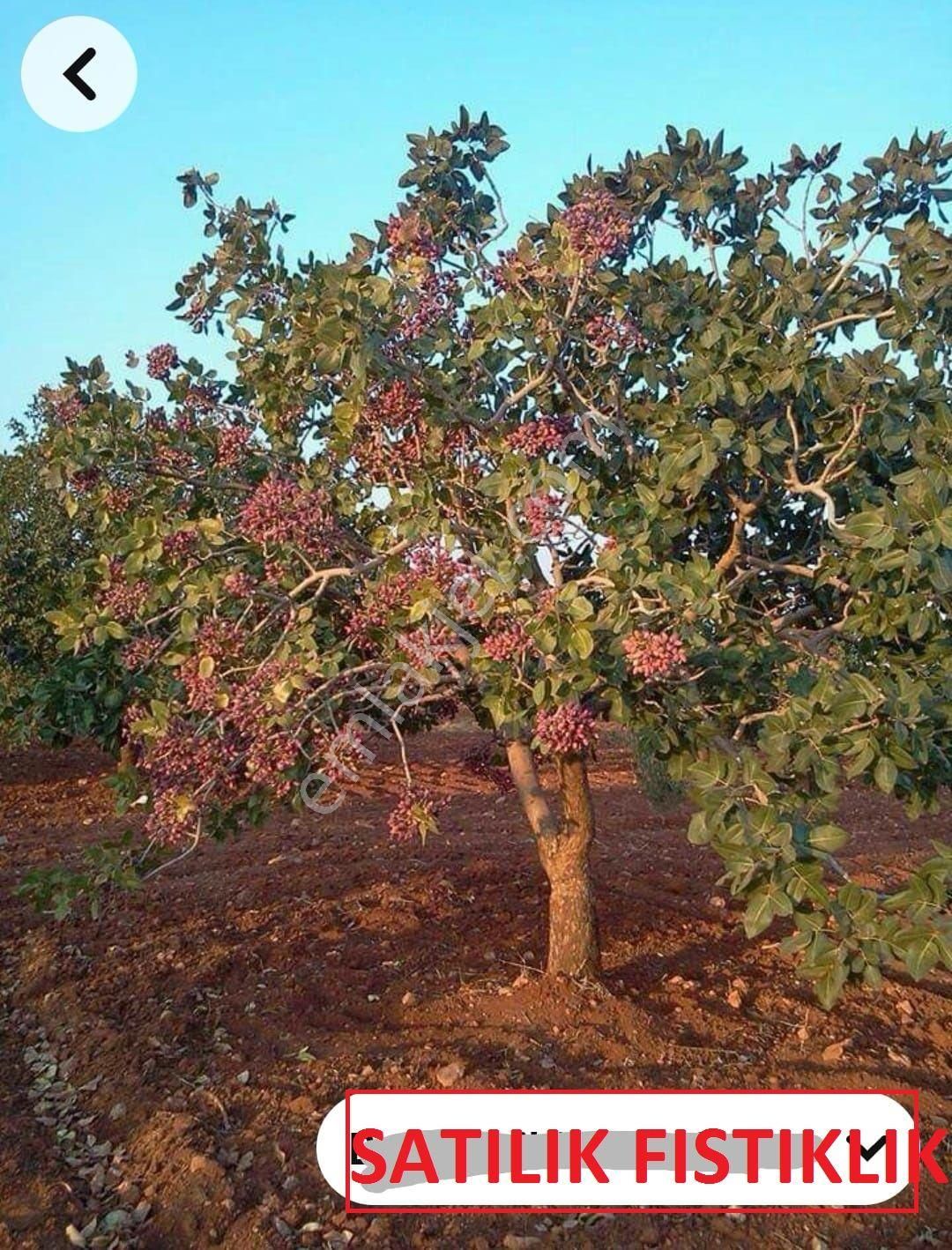 Nizip Kocatepe De Satılık Fıstık Zeytin Bahçesi