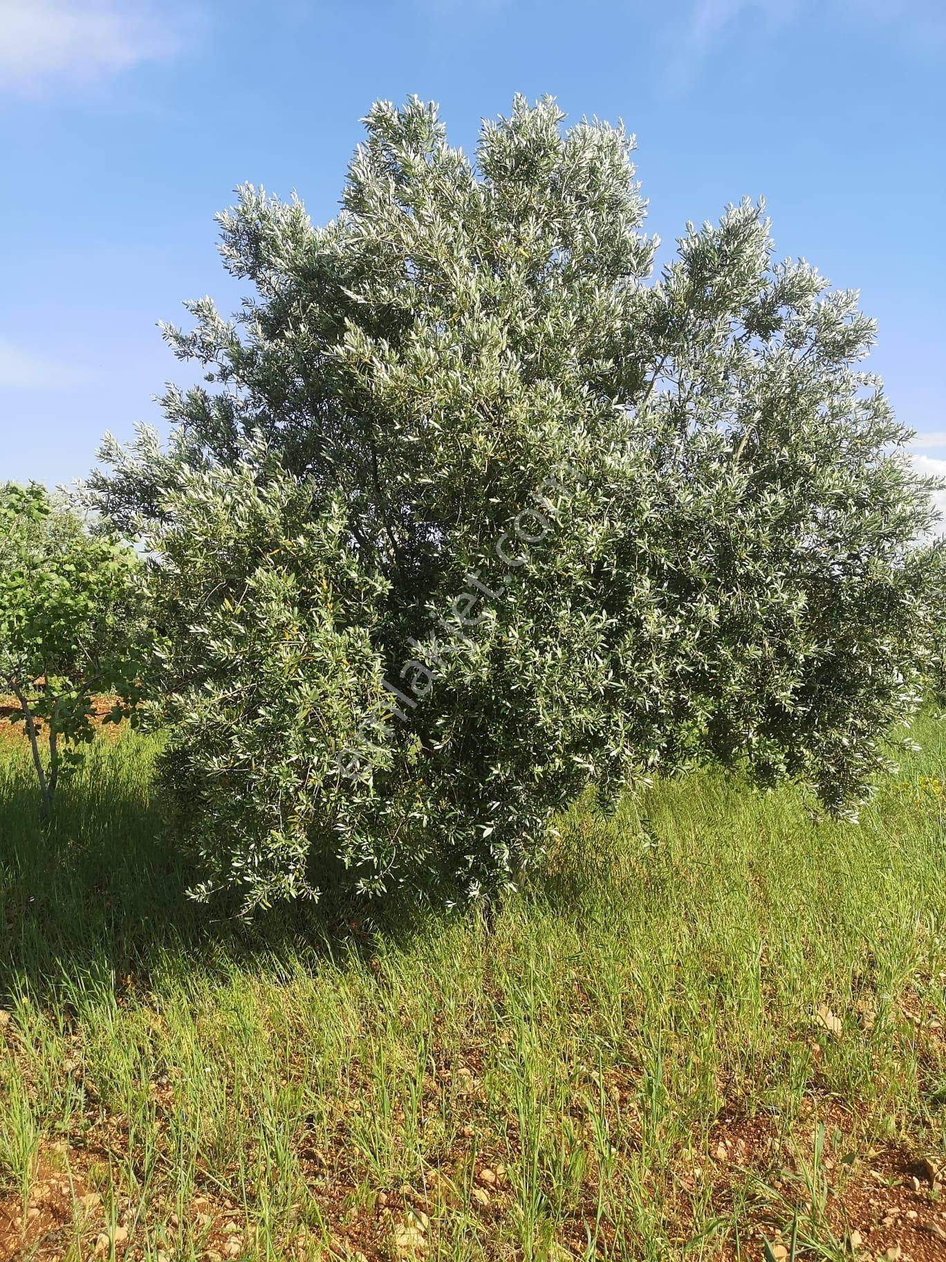 Nizip Kocatepe De Satılık Fıstık Zeytin Bahçesi - Görsel 8