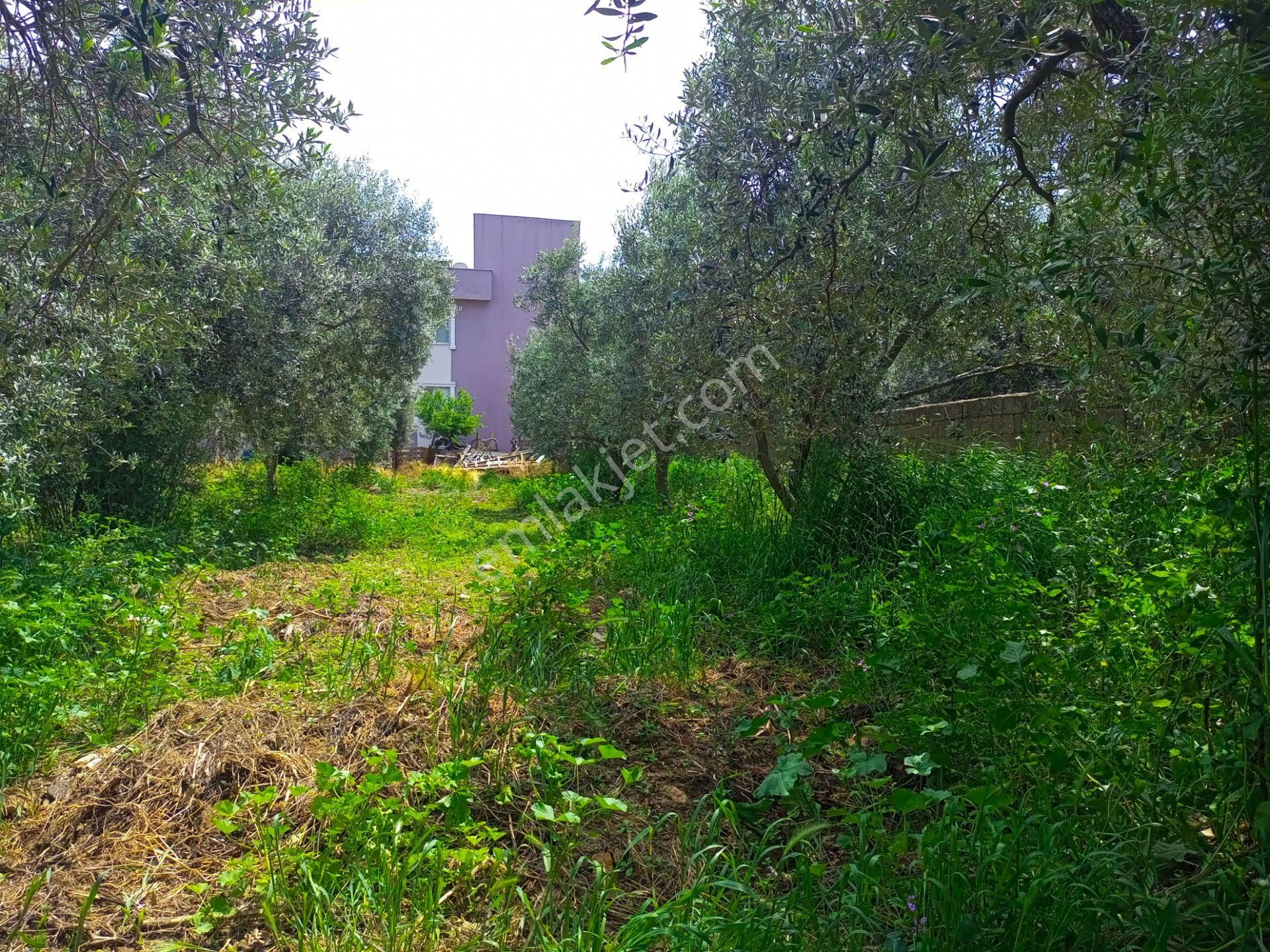 Torbalı Emlak'tan Kuşçuburun Mh.750m2 Köy İçi Ev Yapmaya Uygun Arsamız Satılıktır. - Görsel 11