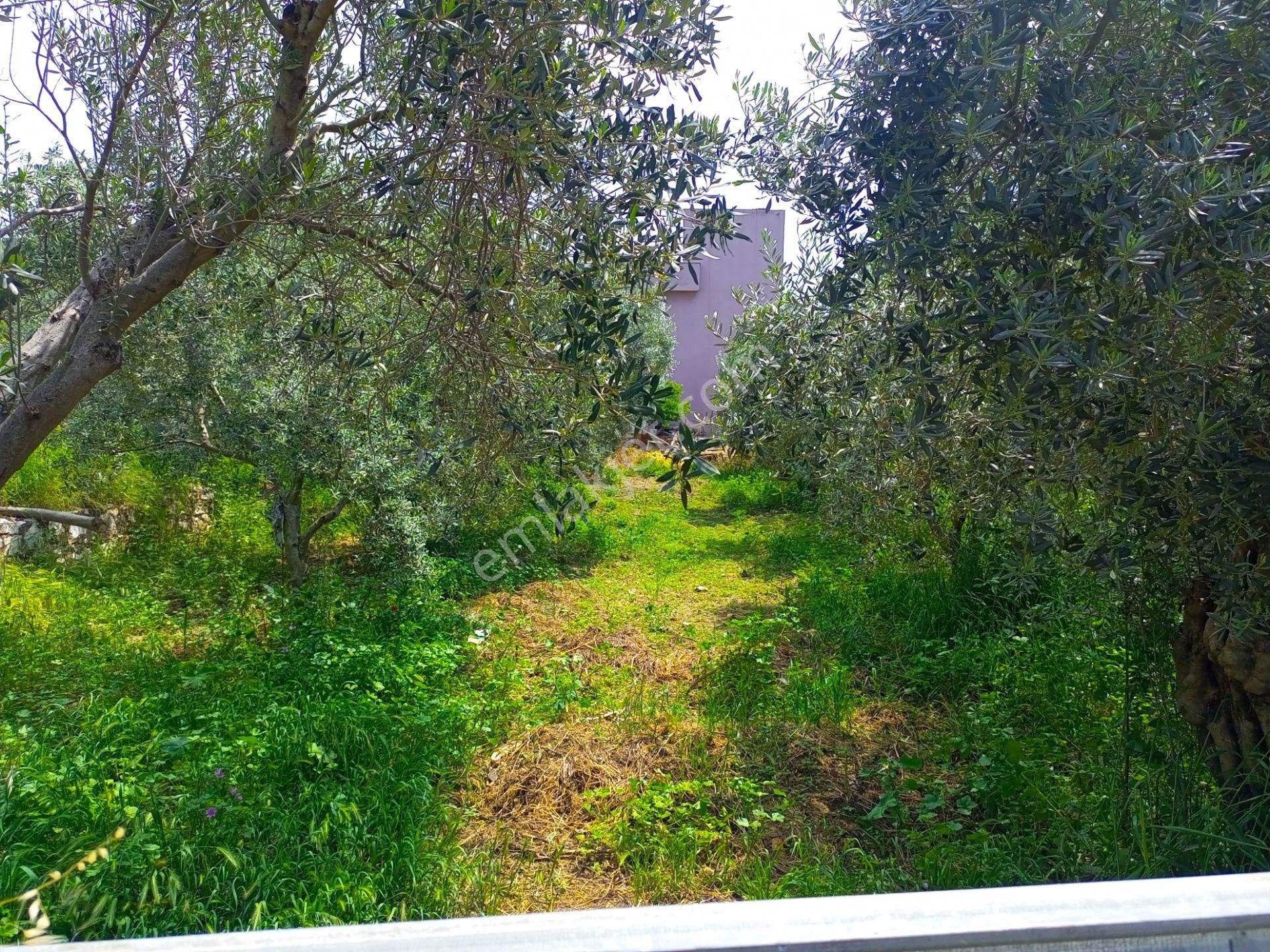 Torbalı Emlak'tan Kuşçuburun Mh.750m2 Köy İçi Ev Yapmaya Uygun Arsamız Satılıktır. - Görsel 3