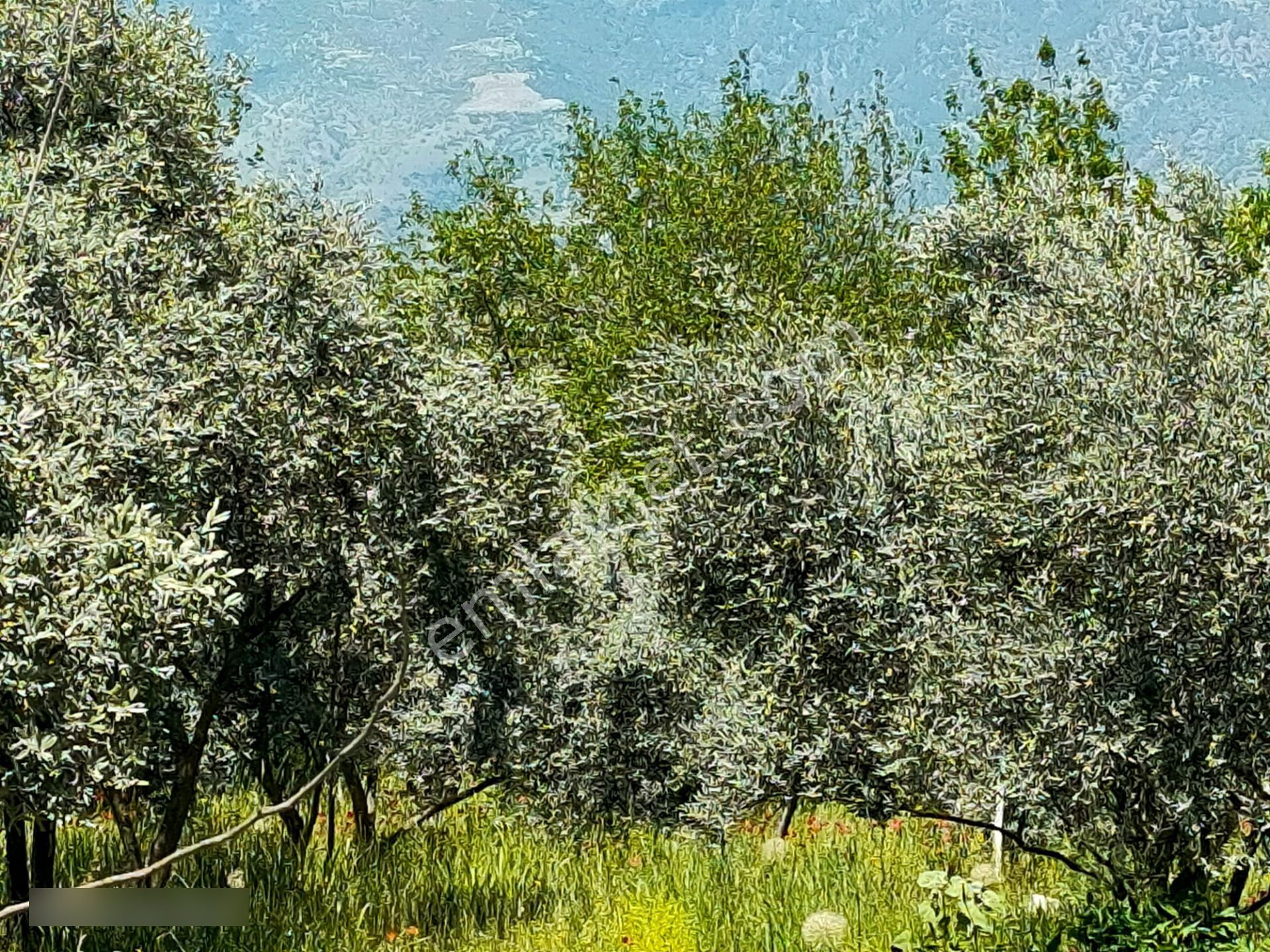 Pirlibey Mahallesinde Satılık Zeytinlik - Görsel 5