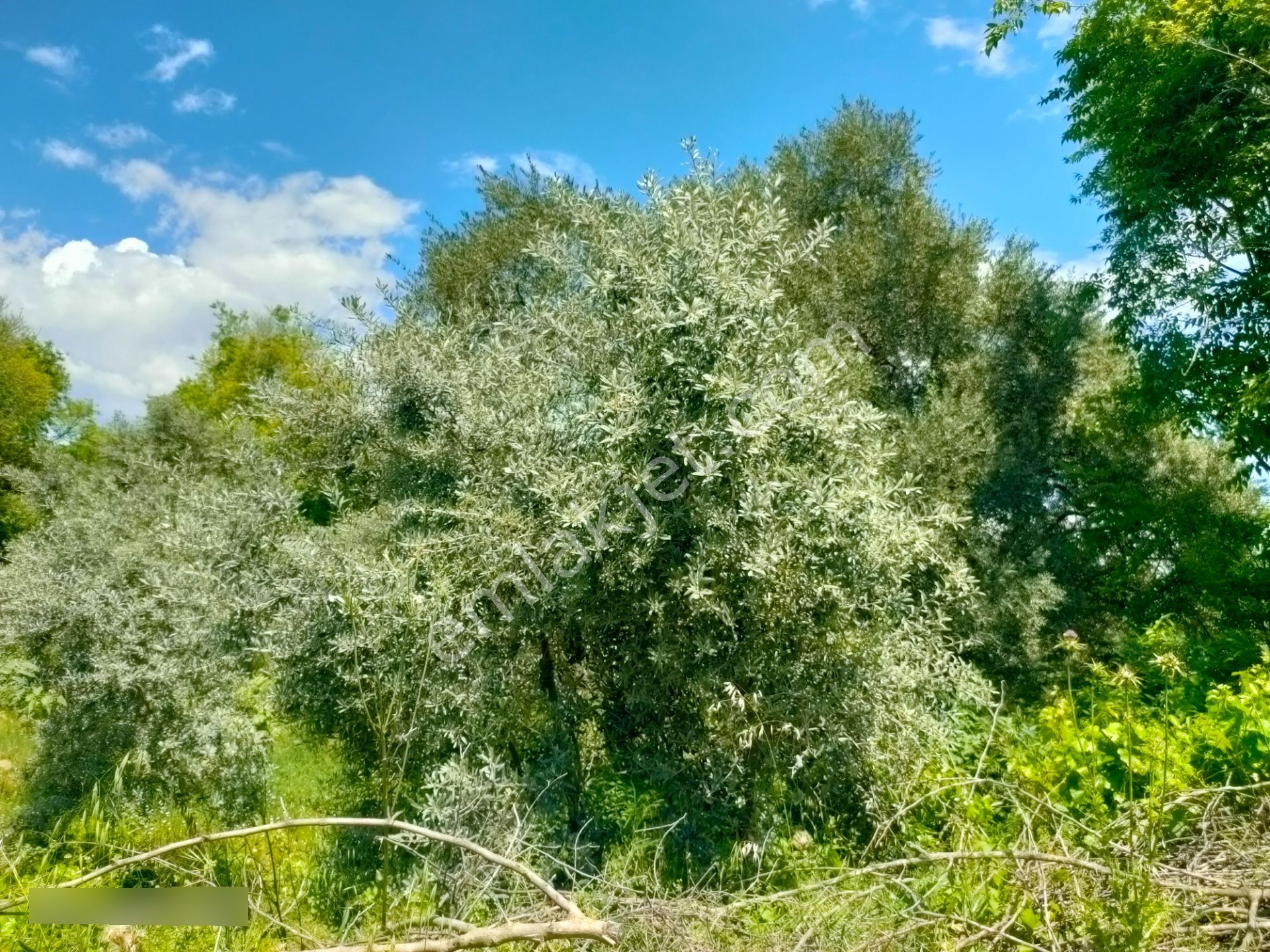 Pirlibey Mahallesinde Satılık Zeytinlik