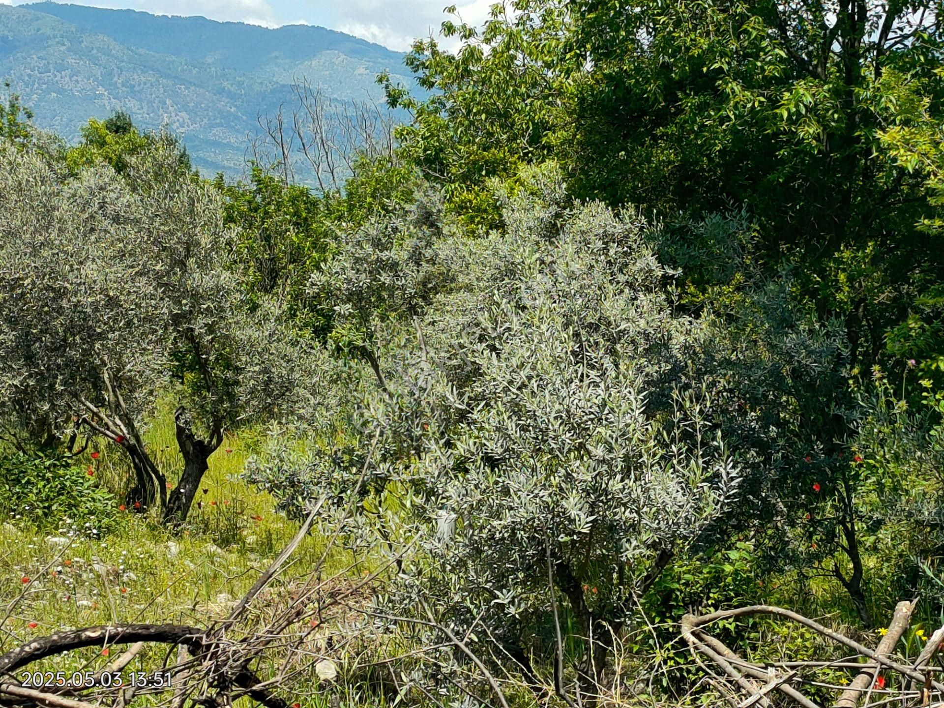Pirlibey Mahallesinde Satılık Zeytinlik - Görsel 4