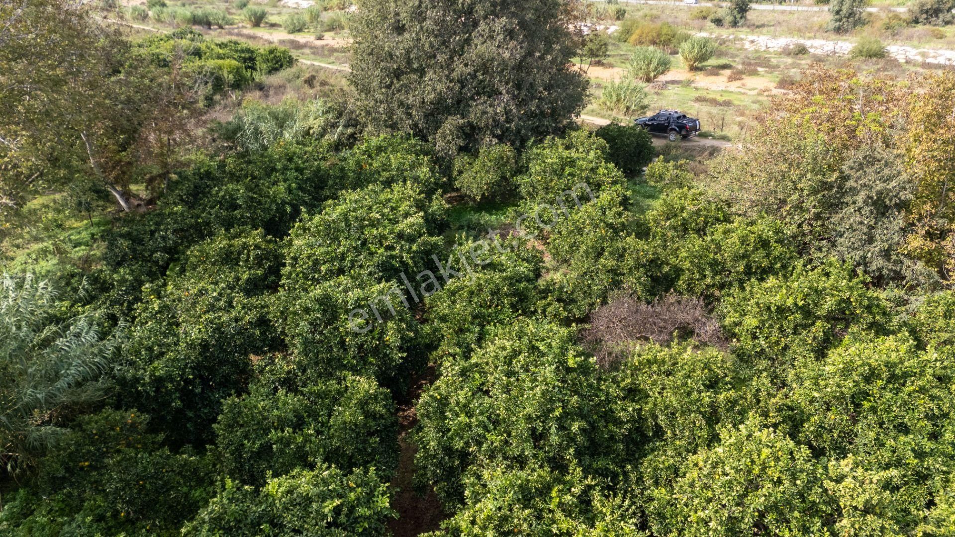 Arslanlı Cumhuriyet Mahallesinde Satılık 4 Dönüm Portakal Bahçesi - Görsel 4