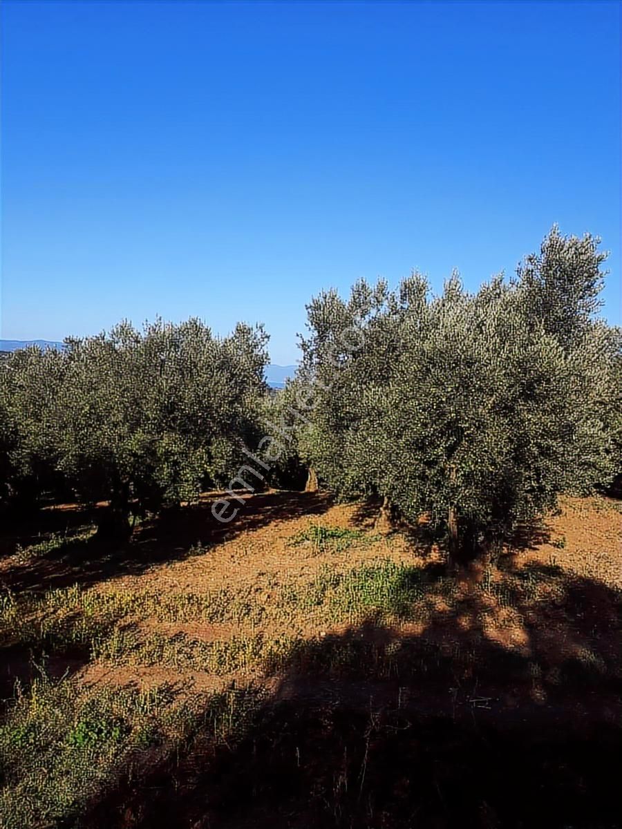 Bursa Mudanya Çepni Yatırımlık Köşe Parsel 29 Adet Zeytin Ağacı - Görsel 3
