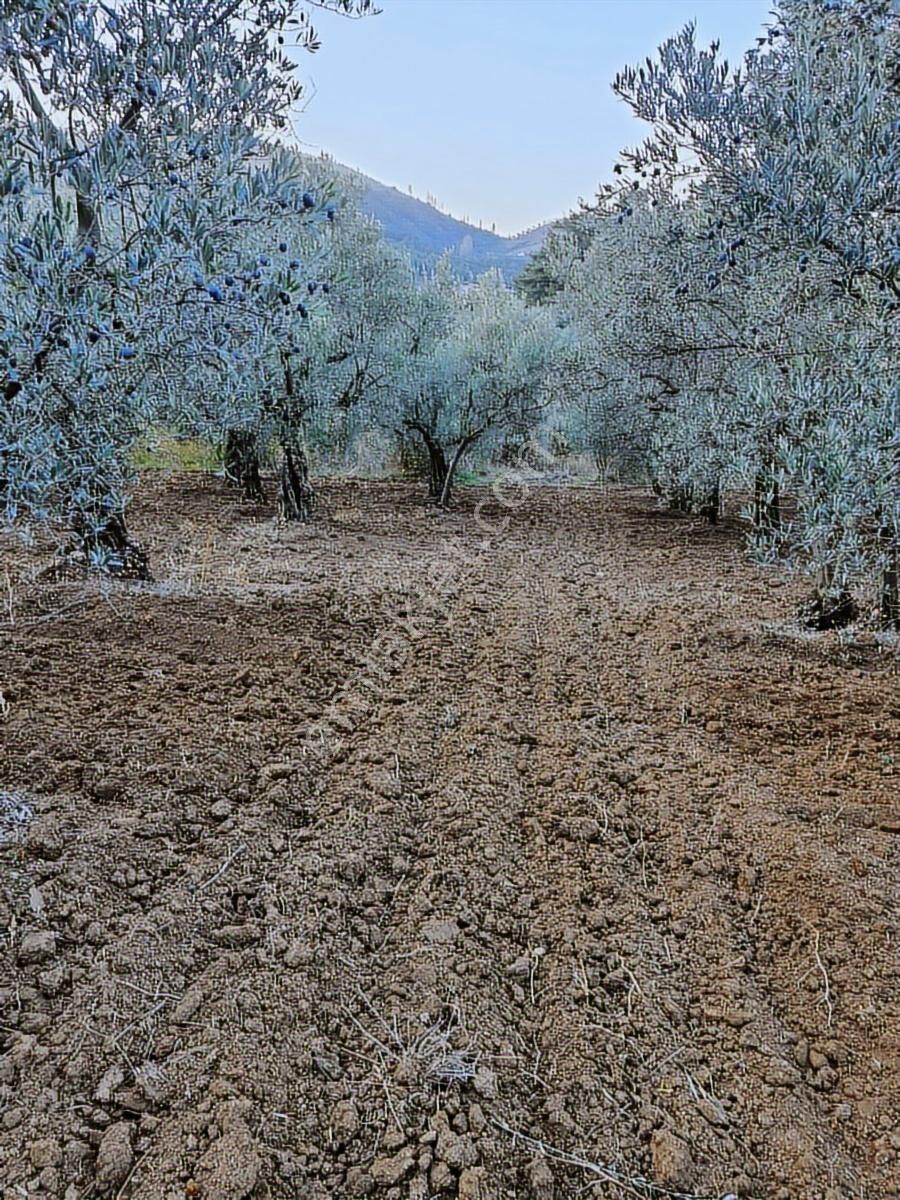 Bursa Mudanya Çepni Yatırımlık Köşe Parsel 29 Adet Zeytin Ağacı - Görsel 5