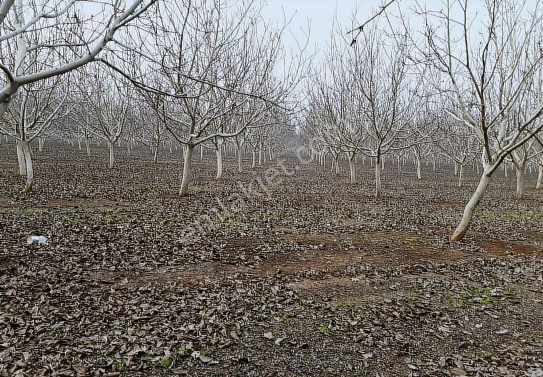 İnegöl Karagölet Bağ Çiftlikevi - Görsel 15