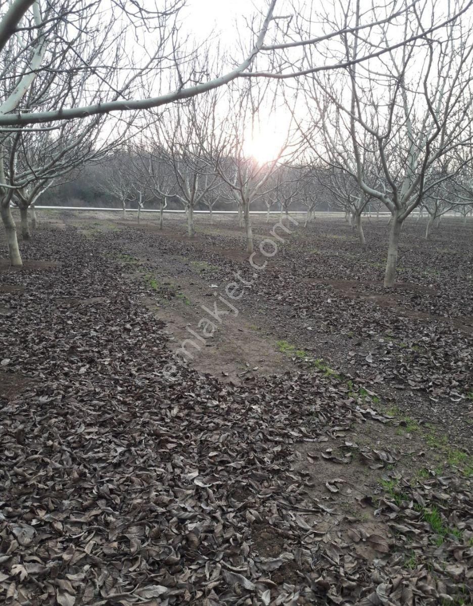 İnegöl Karagölet Bağ Çiftlikevi - Görsel 12