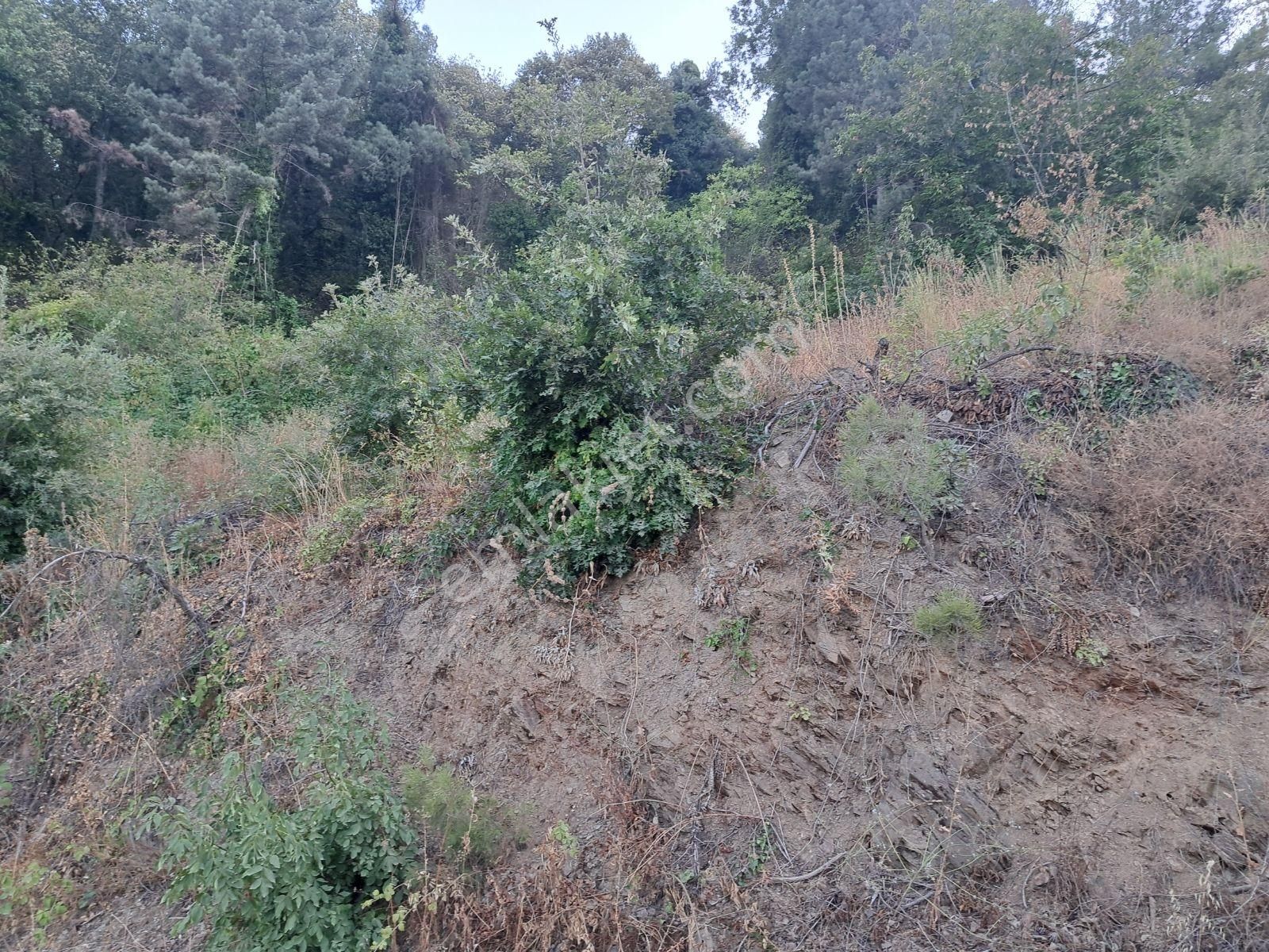 Doğancı Da Manzaralı Köy İçi Yola Cephe Satılık 1858 M2 Tarla - Görsel 6