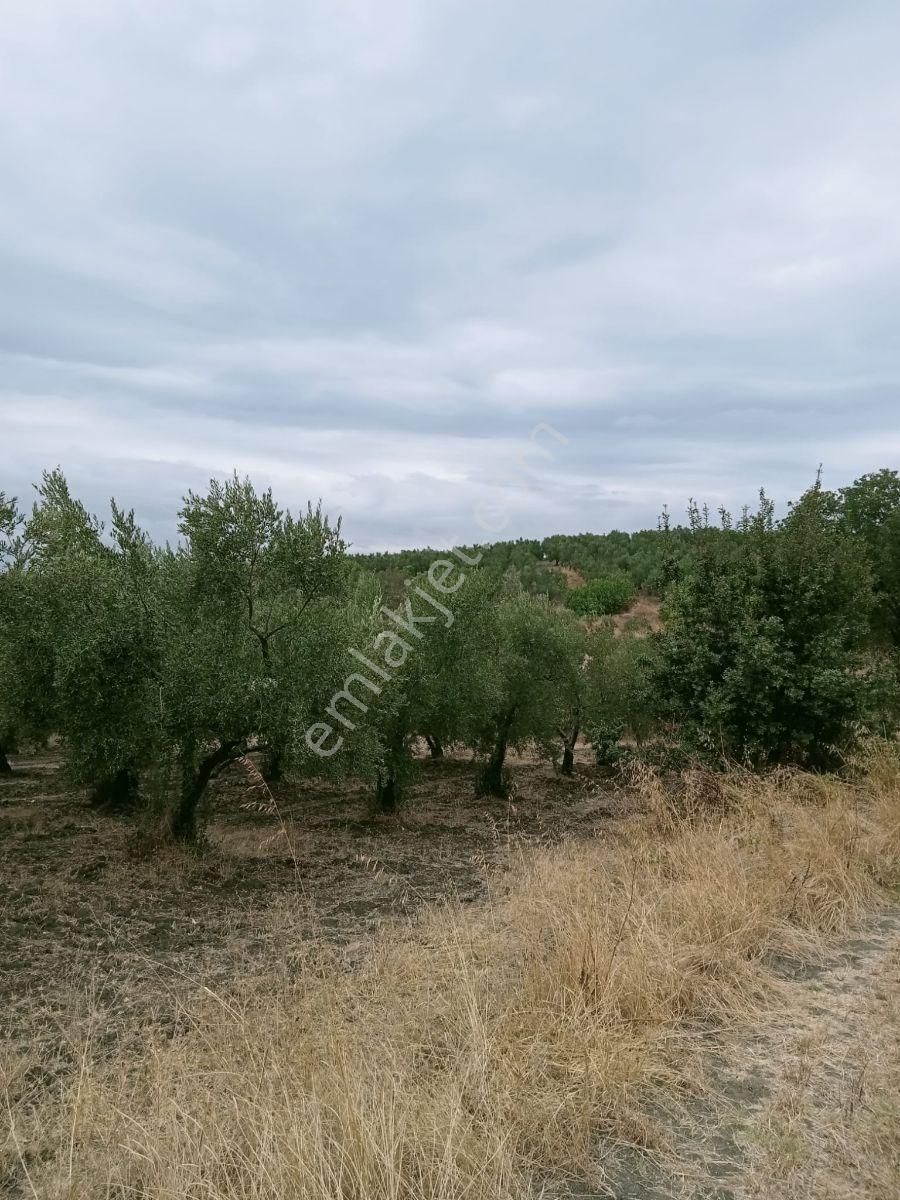 Konaklı Köyünde Acil Satılık Arazi - Görsel 6