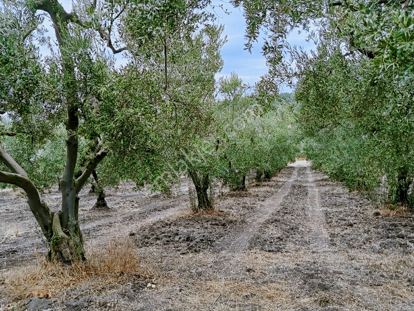 Konaklı Köyünde Acil Satılık Arazi