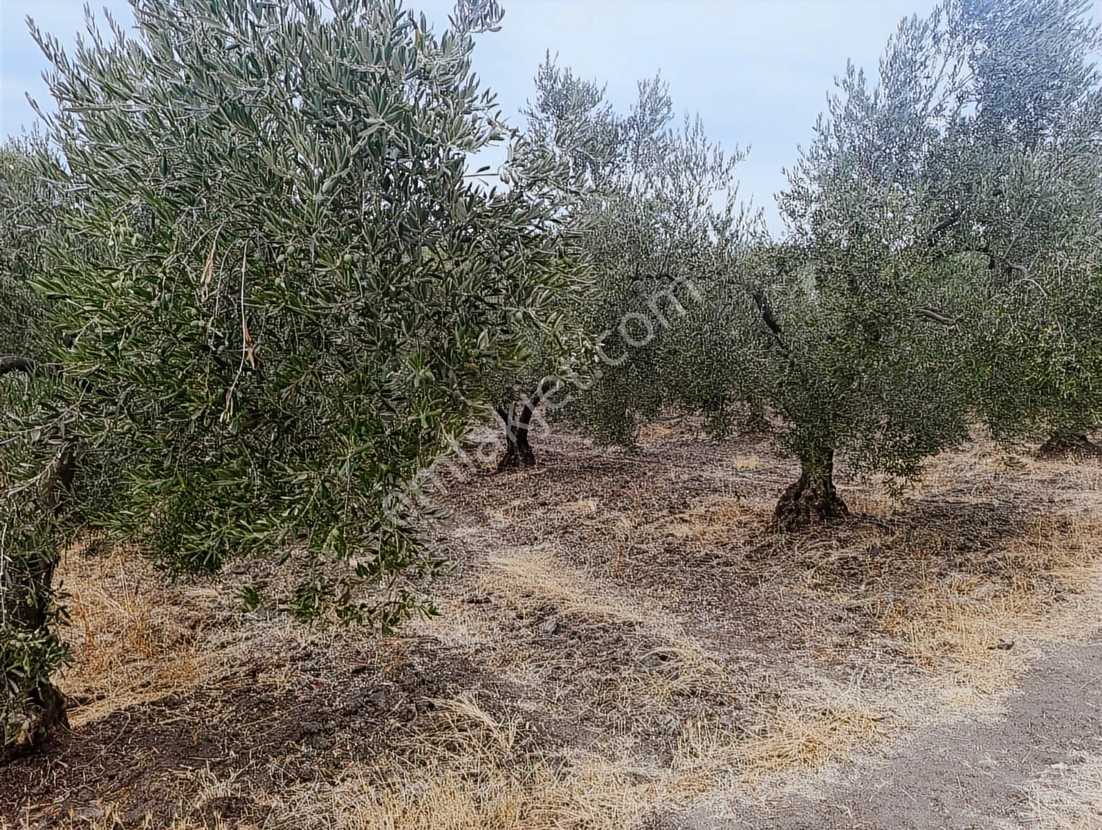 Konaklı Köyünde Acil Satılık Arazi - Görsel 9