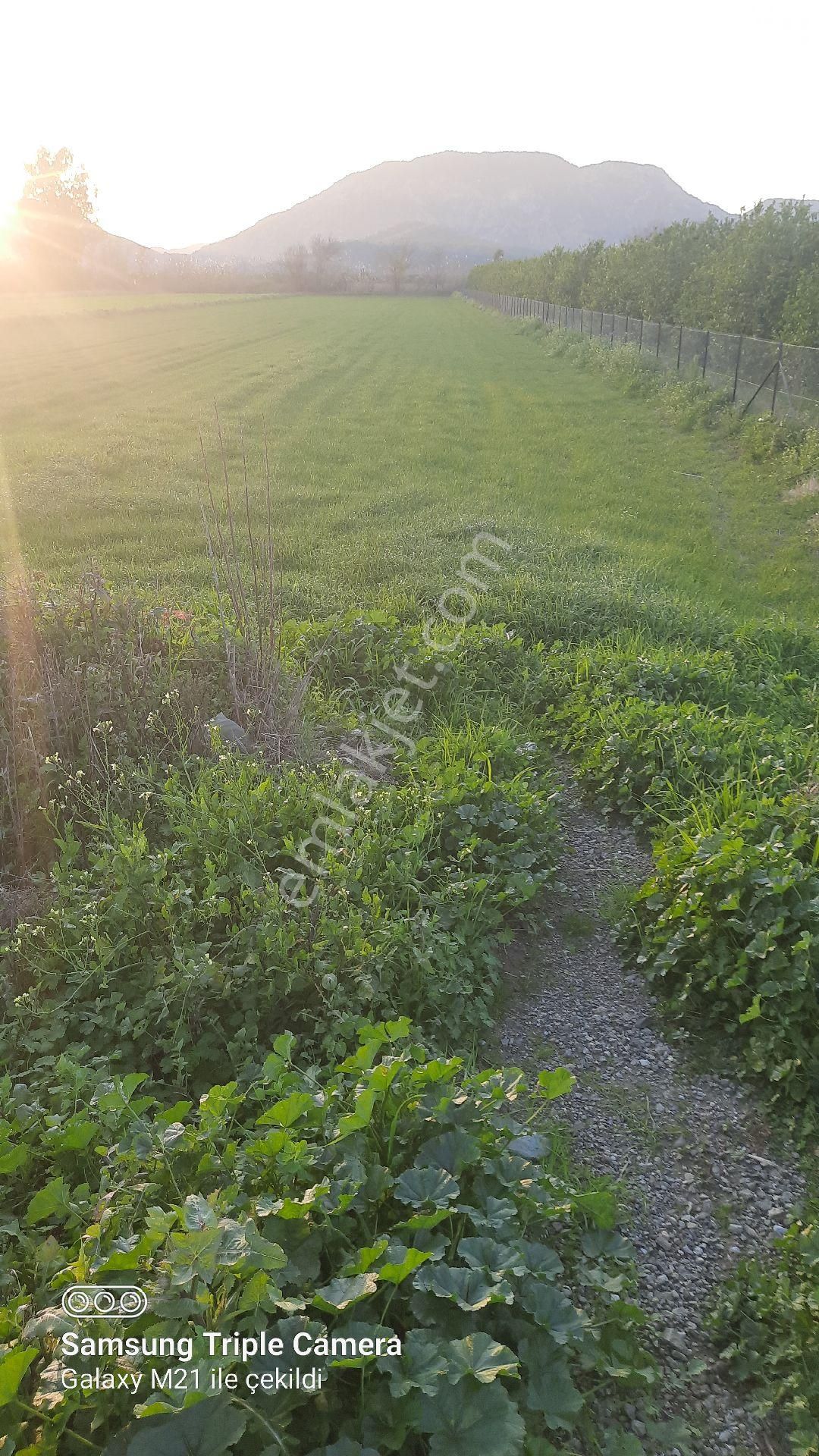 Ortaca Fevziye 7100 M2 Tarla - Görsel 4