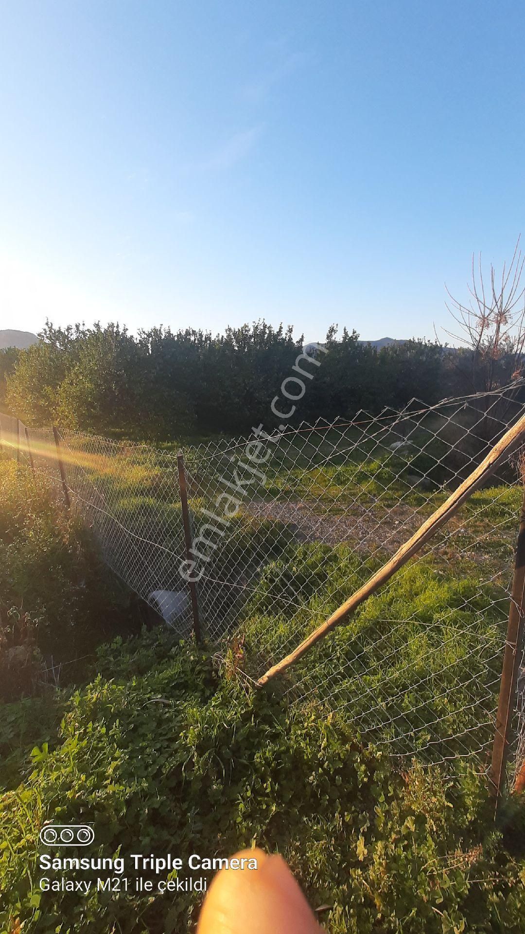Ortaca Fevziye İçinde 170 Adet Yetişkin Limon Ağacı Bulunan Tarla - Görsel 3