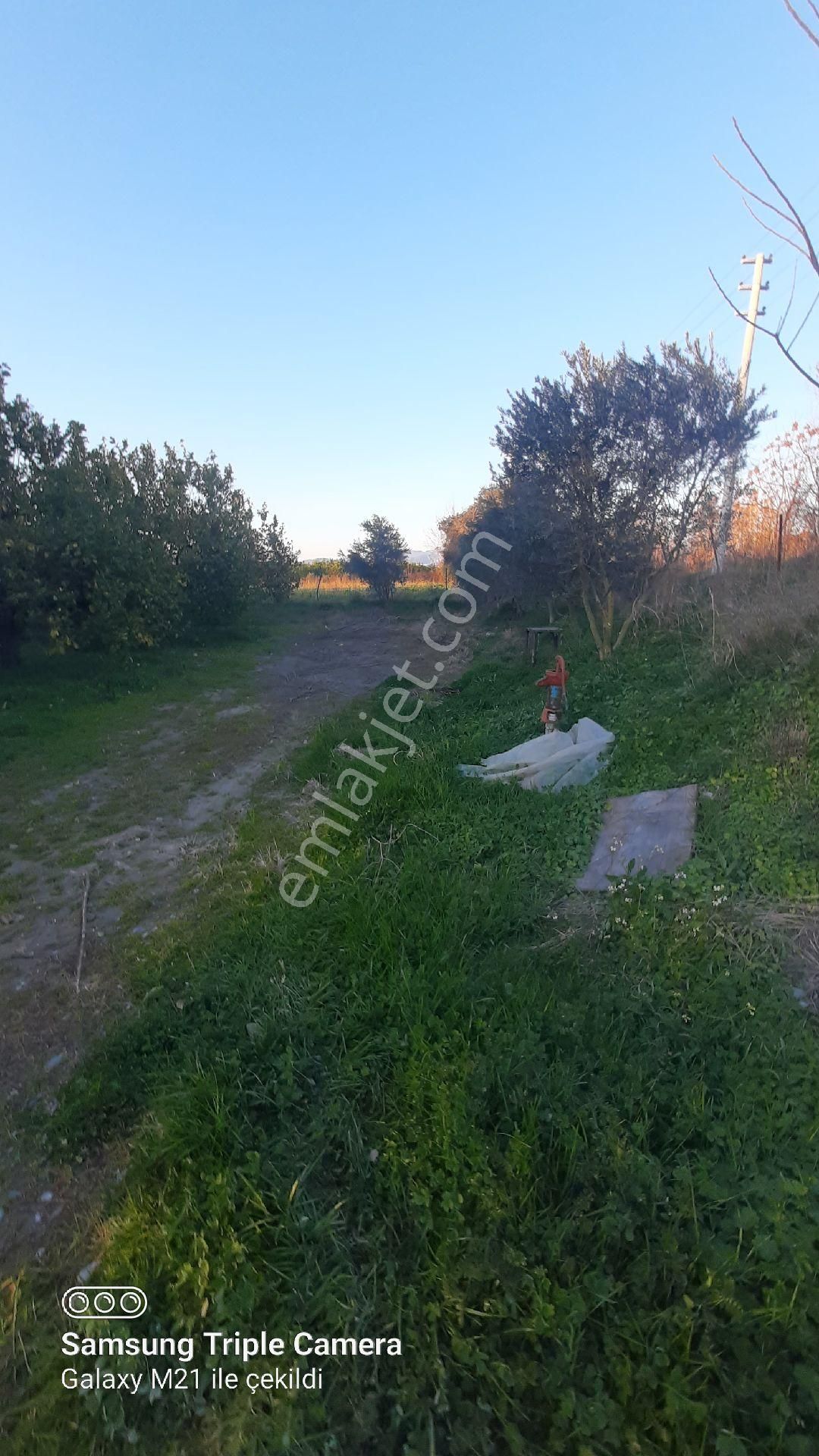 Ortaca Fevziye İçinde 170 Adet Yetişkin Limon Ağacı Bulunan Tarla - Görsel 4