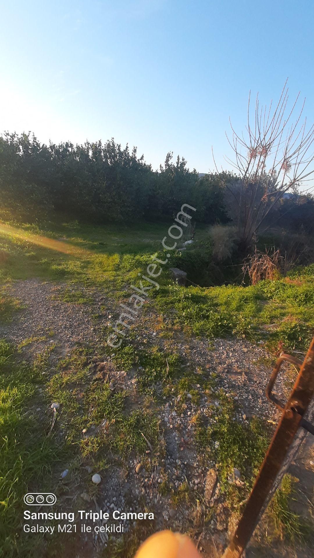 Ortaca Fevziye İçinde 170 Adet Yetişkin Limon Ağacı Bulunan Tarla