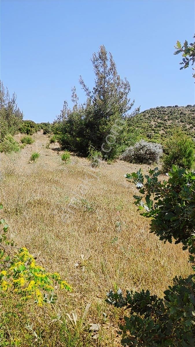 Denizli Çal Bölgenin En Cazip Fiyat Garantisi İle Satılık Tarla - Görsel 3