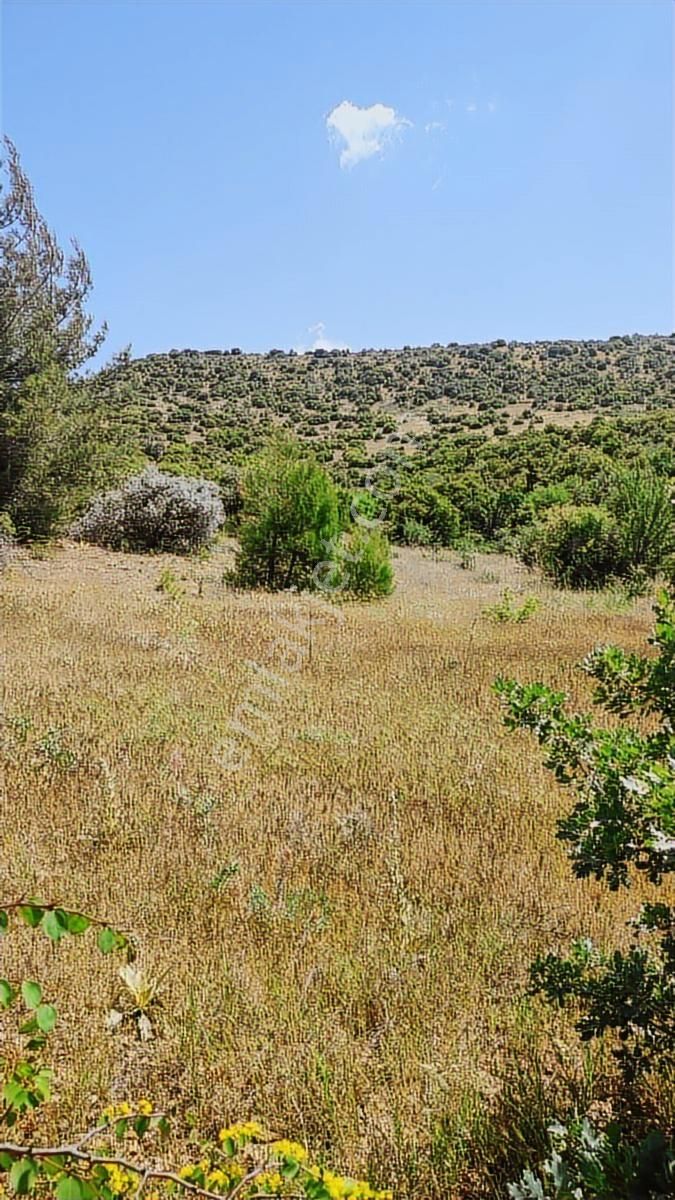 Denizli Çal Bölgenin En Cazip Fiyat Garantisi İle Satılık Tarla - Görsel 5