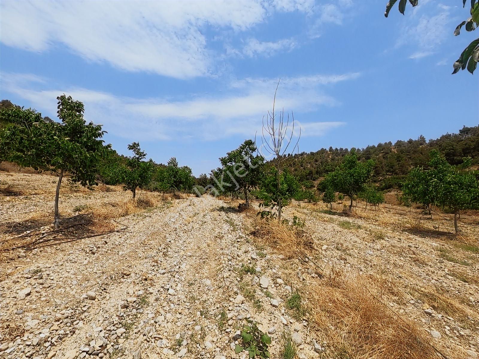 Doğanın İçinde Yatırım Sulama Sistemi Hazır Zeytin Ceviz Bahçesi - Görsel 18