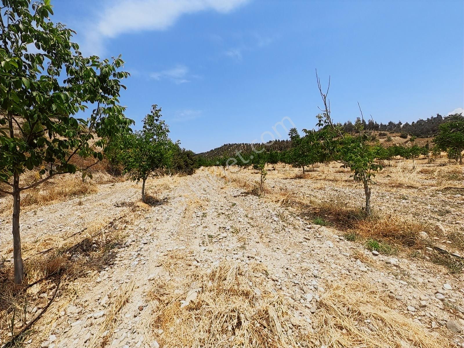 Doğanın İçinde Yatırım Sulama Sistemi Hazır Zeytin Ceviz Bahçesi