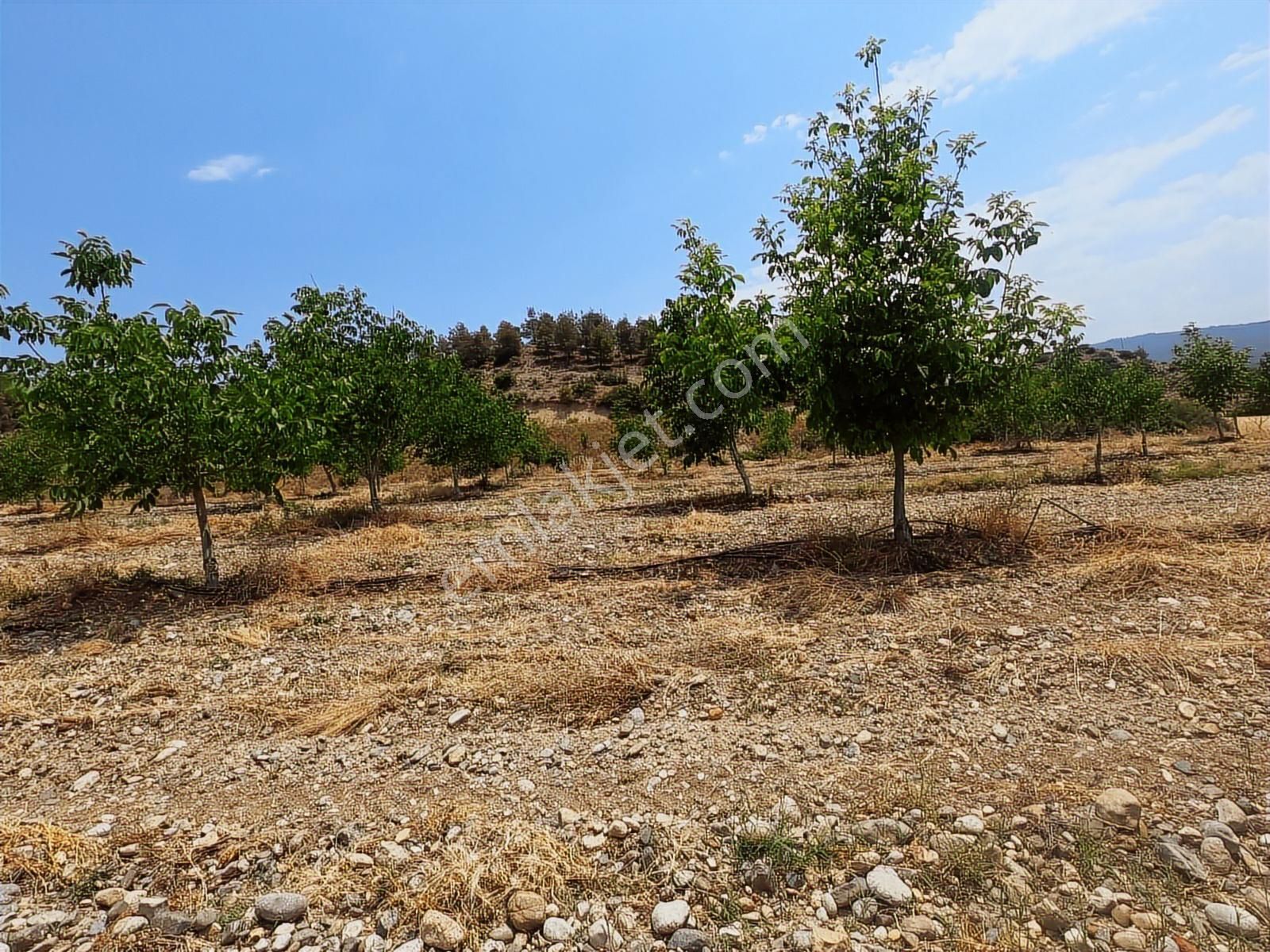 Doğanın İçinde Yatırım Sulama Sistemi Hazır Zeytin Ceviz Bahçesi - Görsel 20