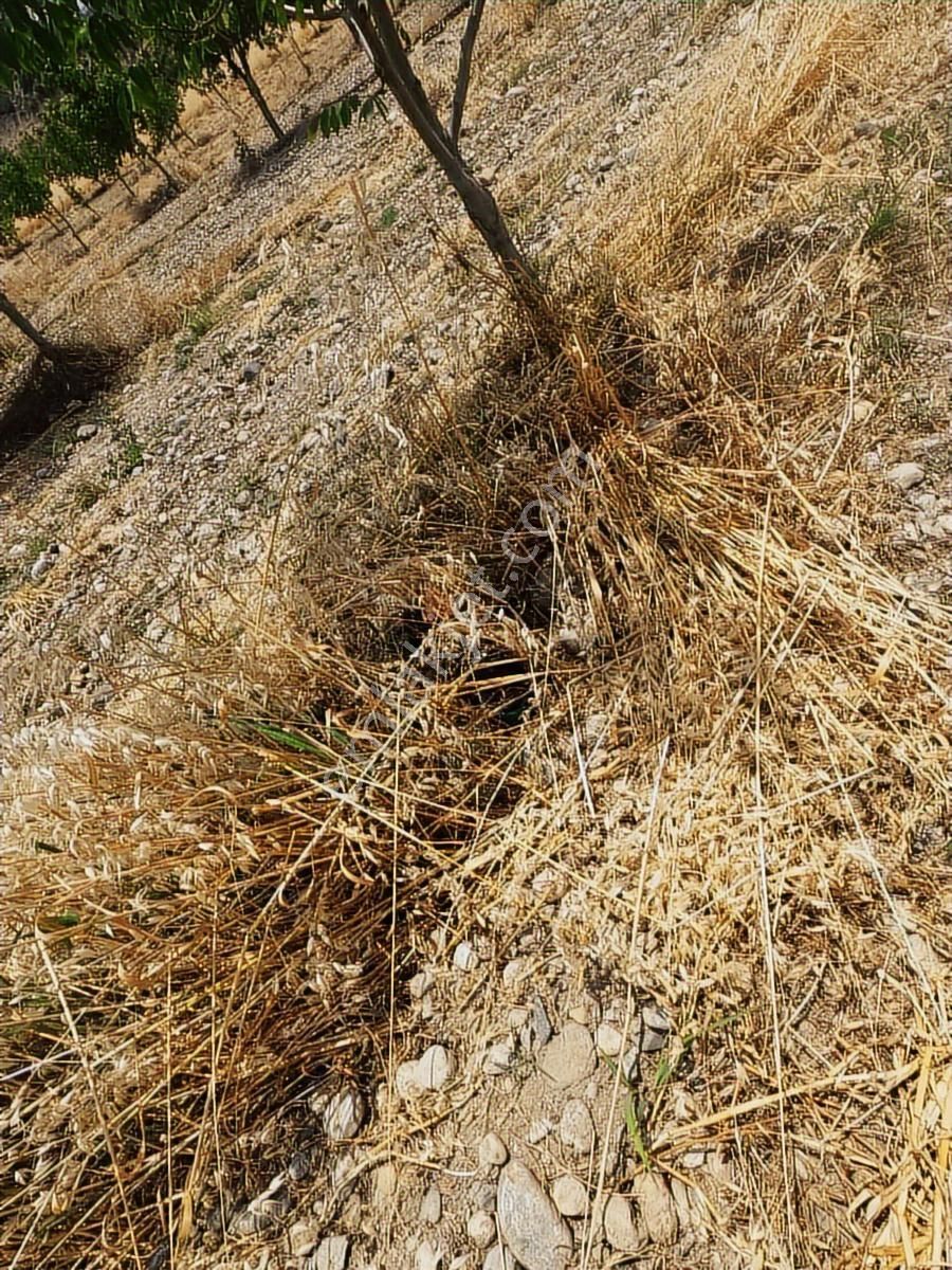 Doğanın İçinde Yatırım Sulama Sistemi Hazır Zeytin Ceviz Bahçesi - Görsel 27