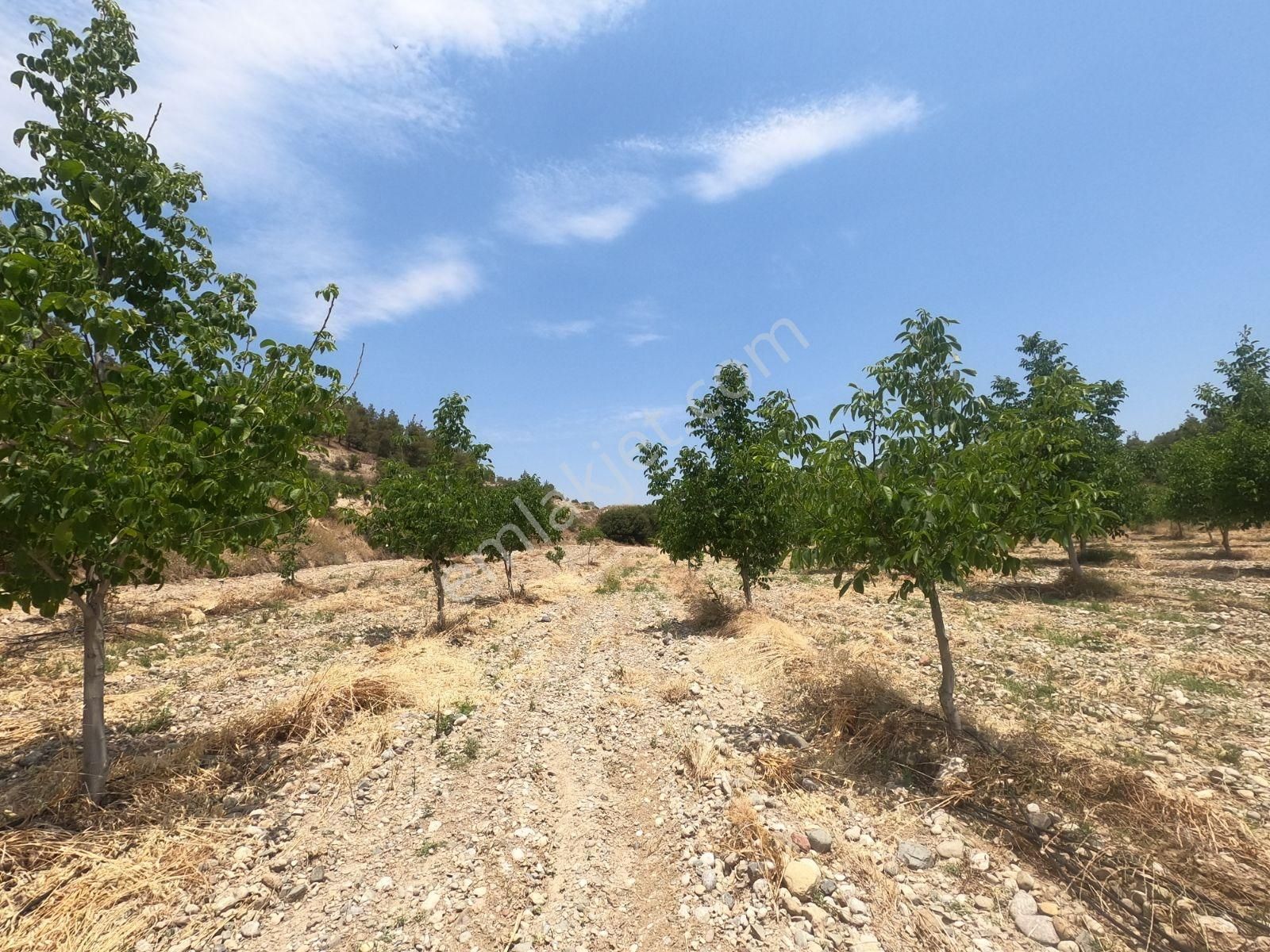 Doğanın İçinde Yatırım Sulama Sistemi Hazır Zeytin Ceviz Bahçesi - Görsel 9