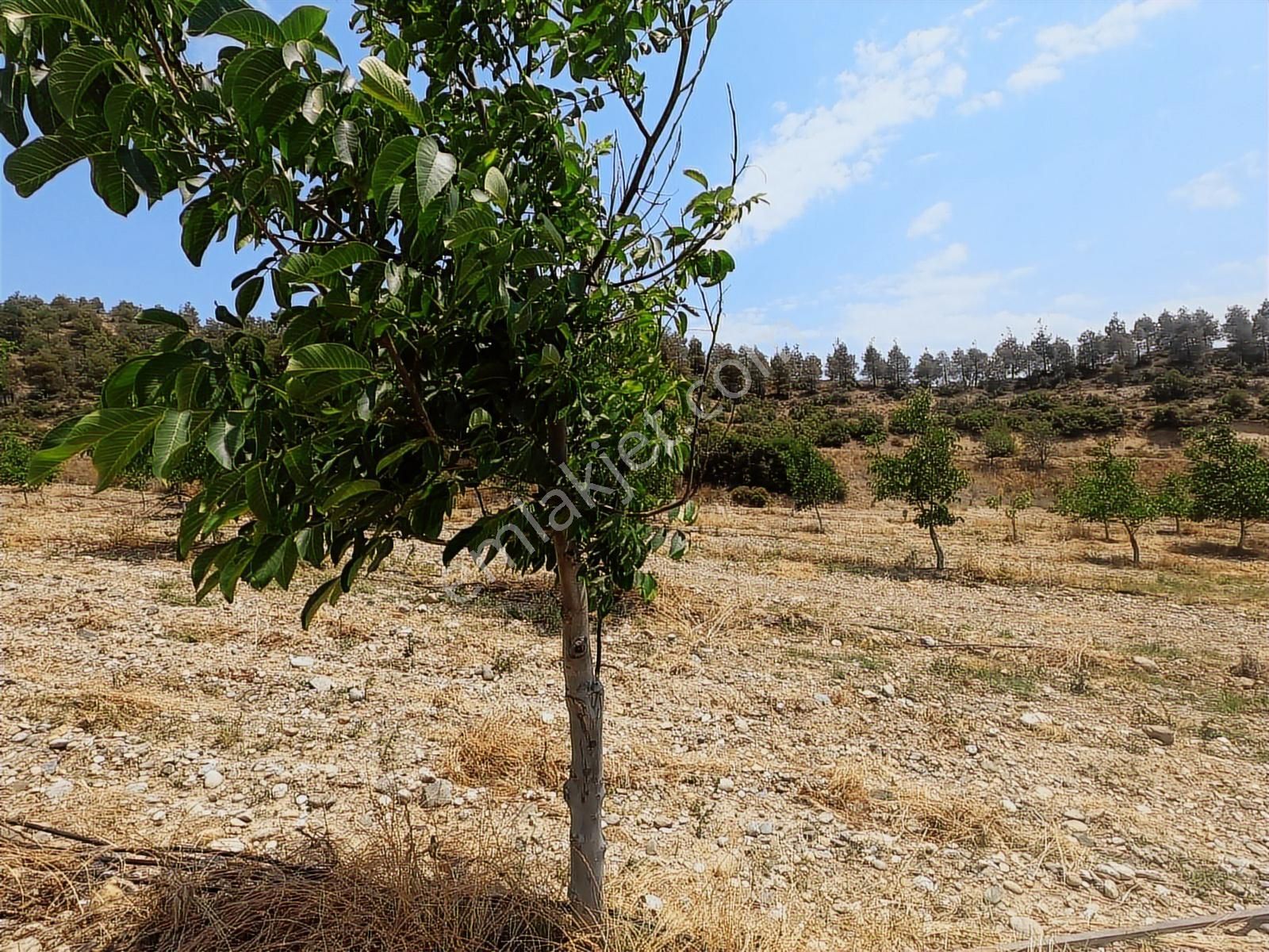 Doğanın İçinde Yatırım Sulama Sistemi Hazır Zeytin Ceviz Bahçesi - Görsel 25