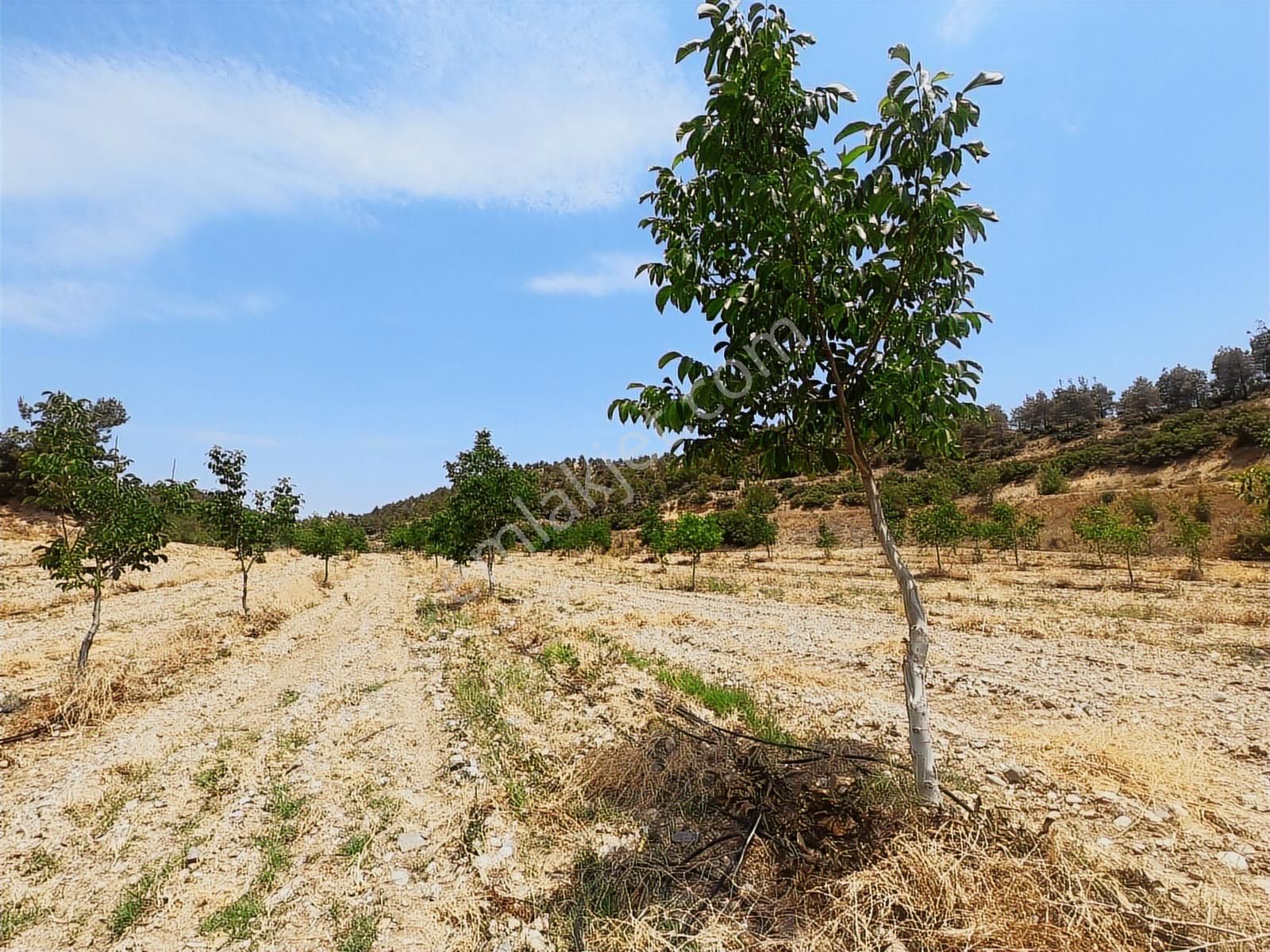Doğanın İçinde Yatırım Sulama Sistemi Hazır Zeytin Ceviz Bahçesi - Görsel 22