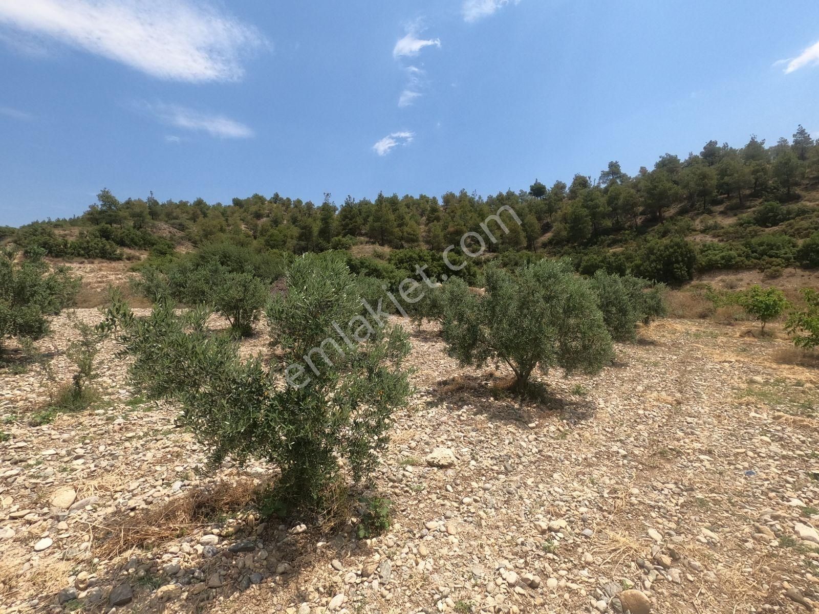 Doğanın İçinde Yatırım Sulama Sistemi Hazır Zeytin Ceviz Bahçesi - Görsel 8