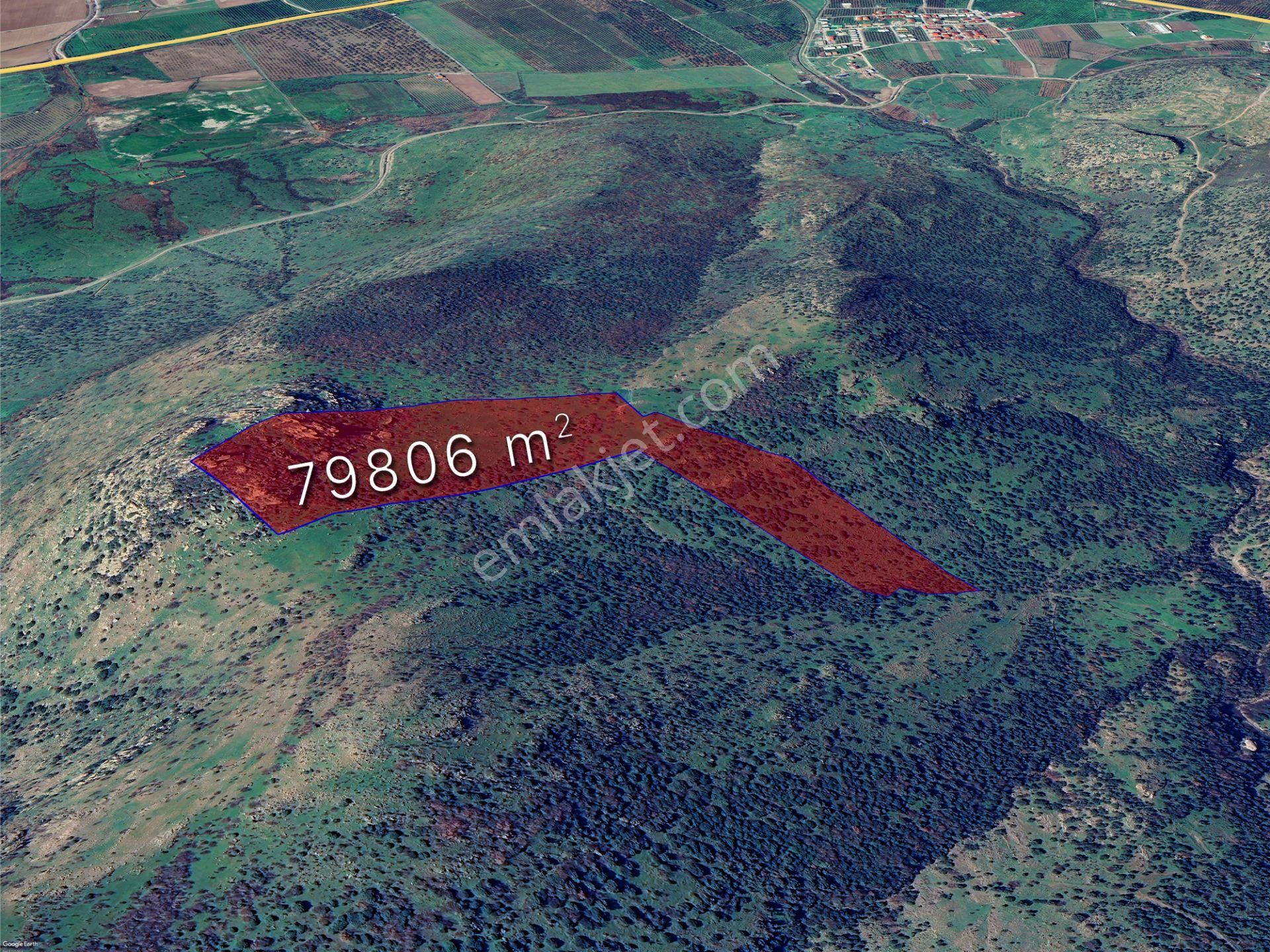 Izmır Dıkılı Kıratlı'da 80 Dönüm Denız Ve Adalar Manzaralı Satılık Zeytınlık & Palamutluk - Görsel 14