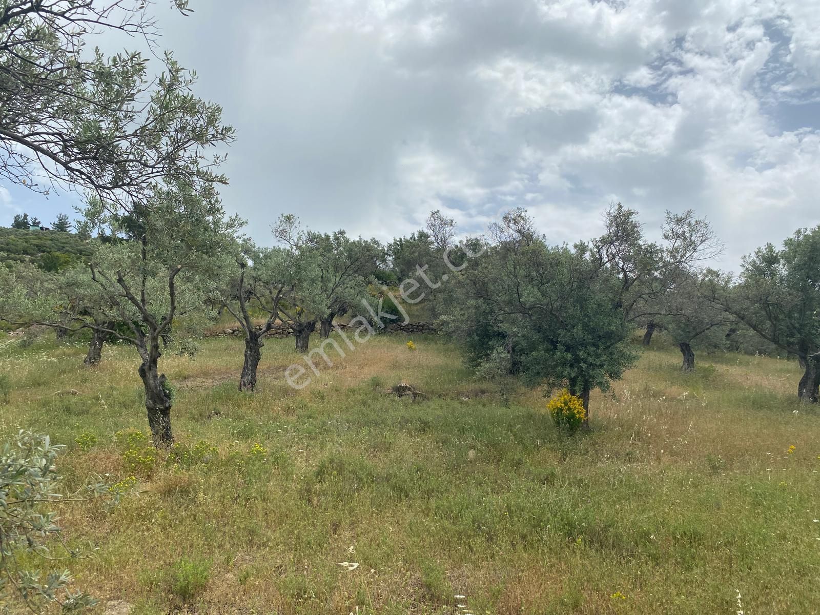Torbalı Emlak'tan Dirmil'de 1615m2 Tek Tapu Müstakil Parsel Zeytinliğimiz Satılıktır